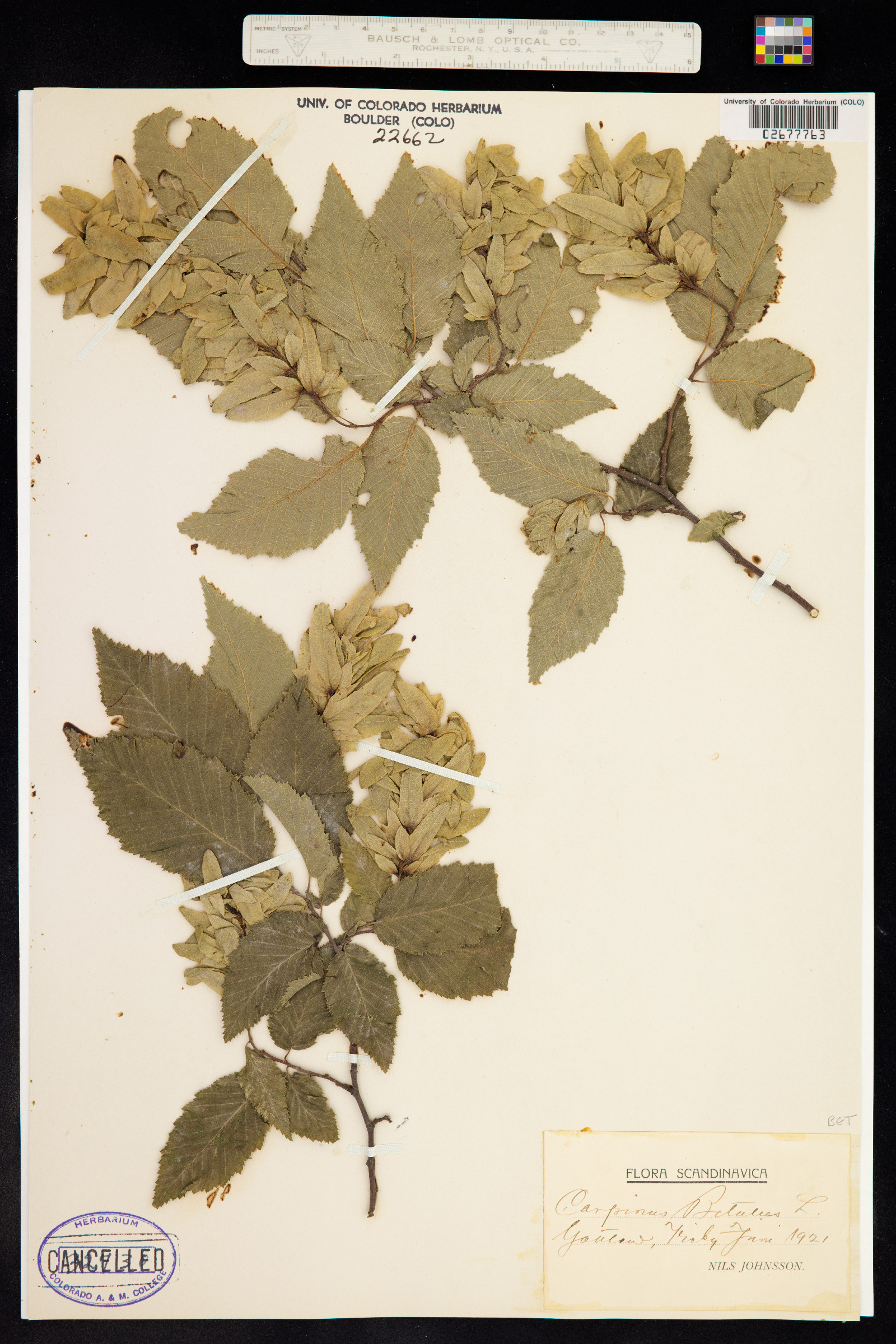 Carpinus betulus image