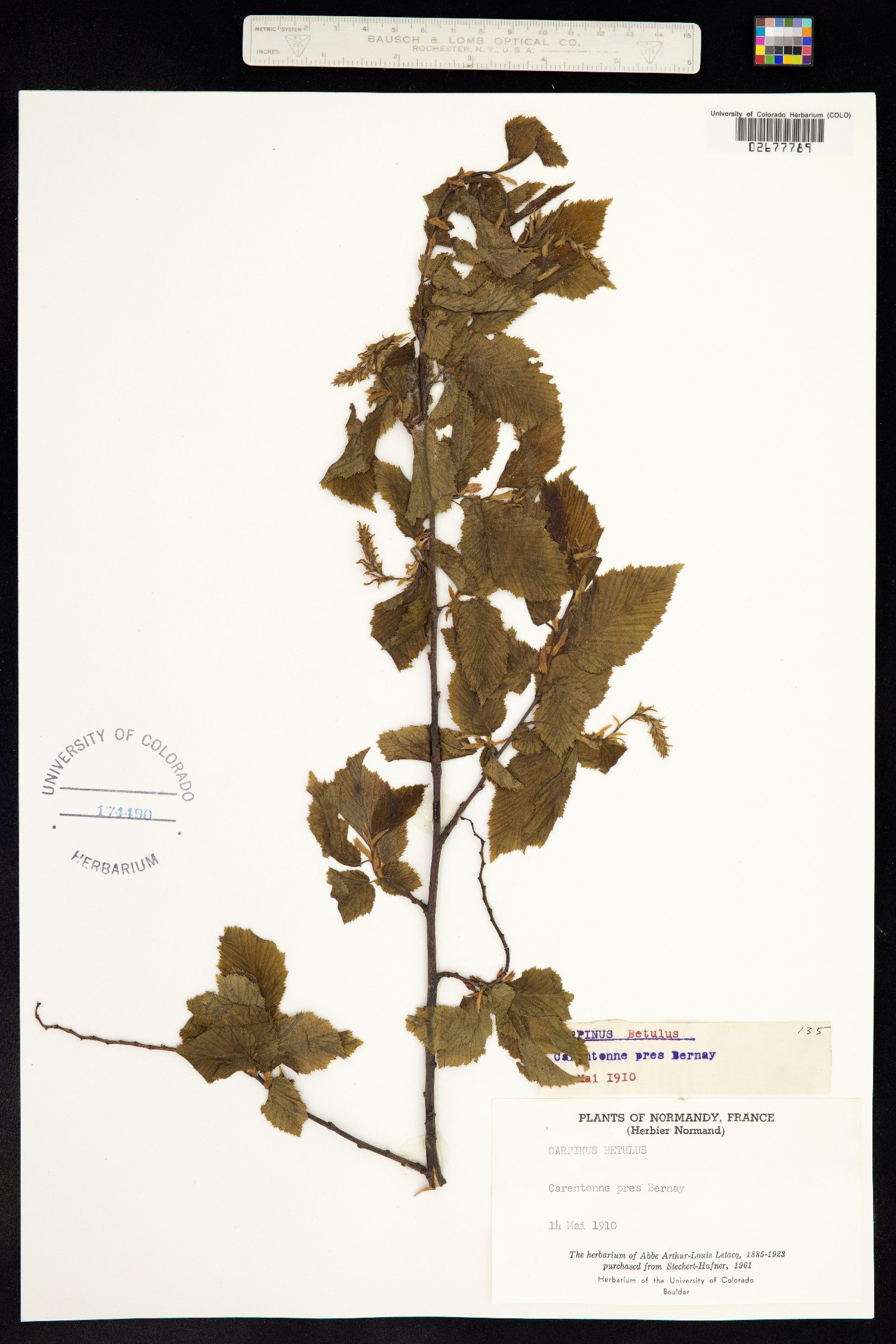 Carpinus betulus image