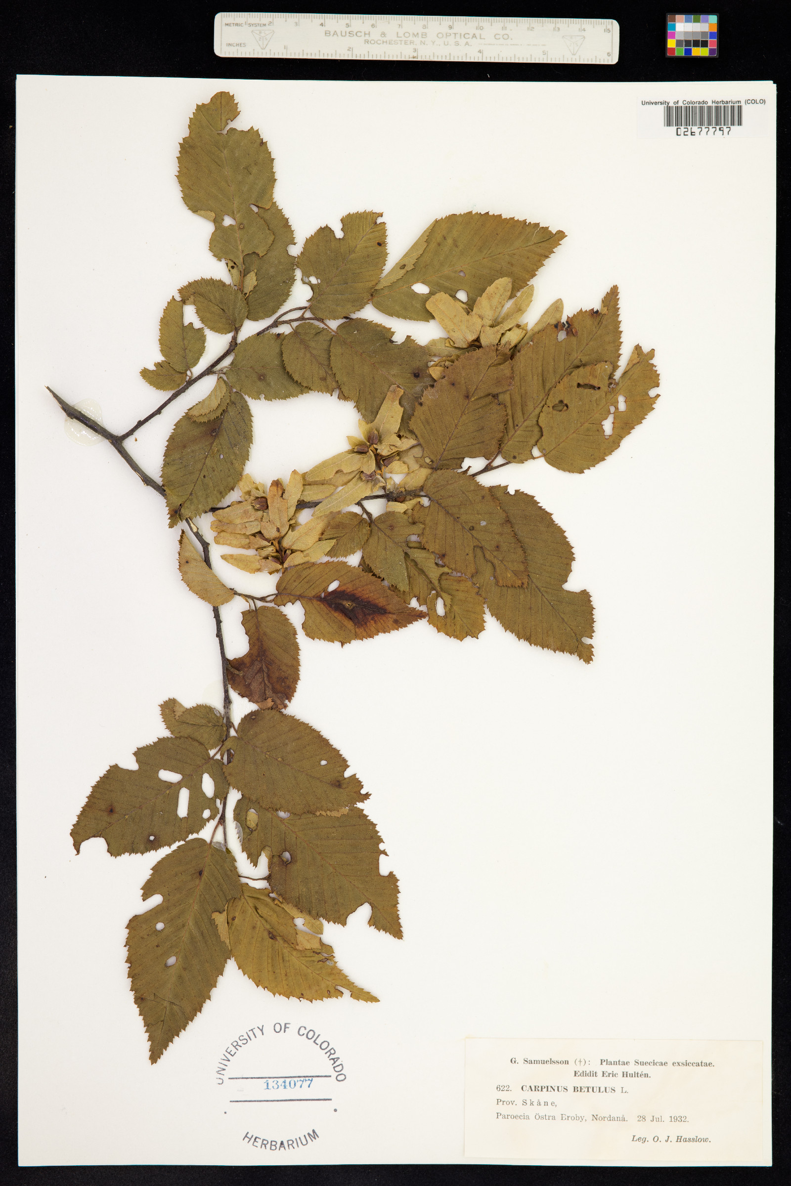 Carpinus betulus image