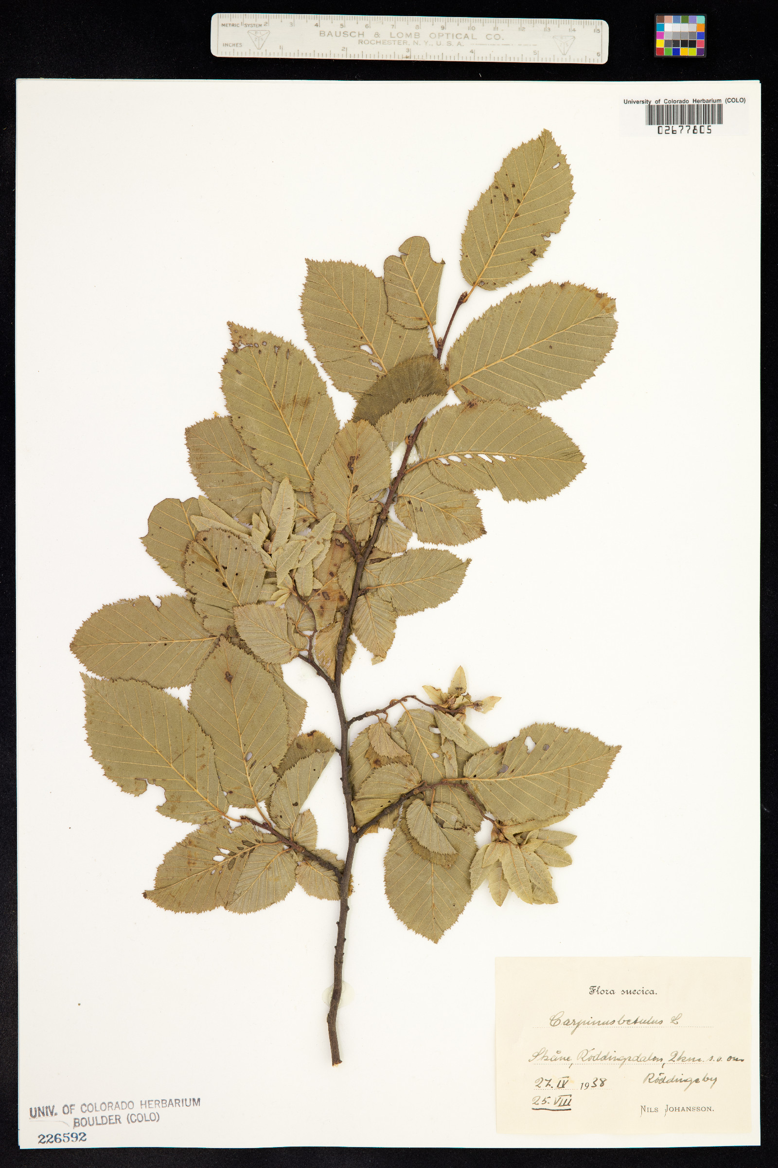 Carpinus betulus image