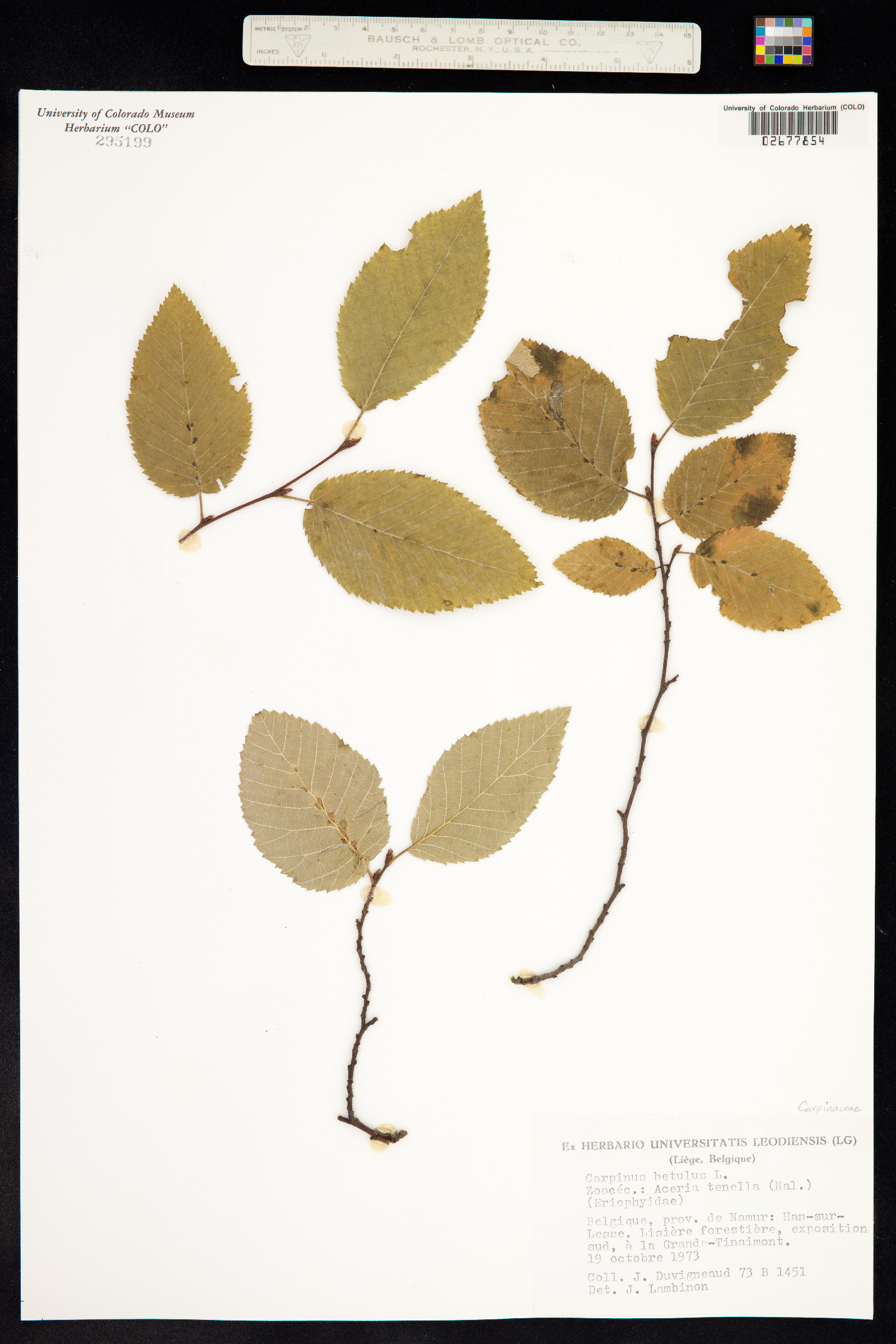 Carpinus betulus image
