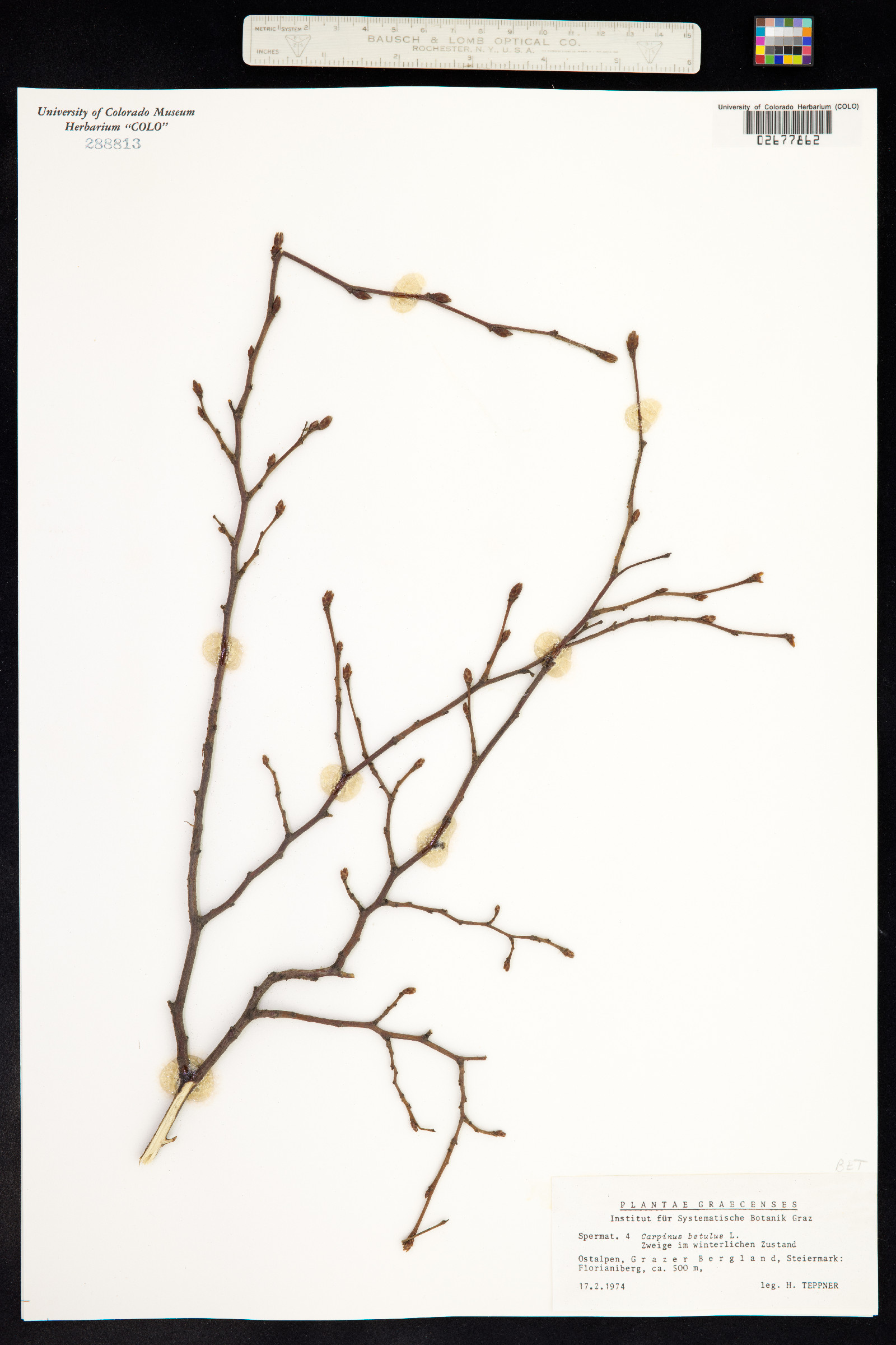 Carpinus betulus image
