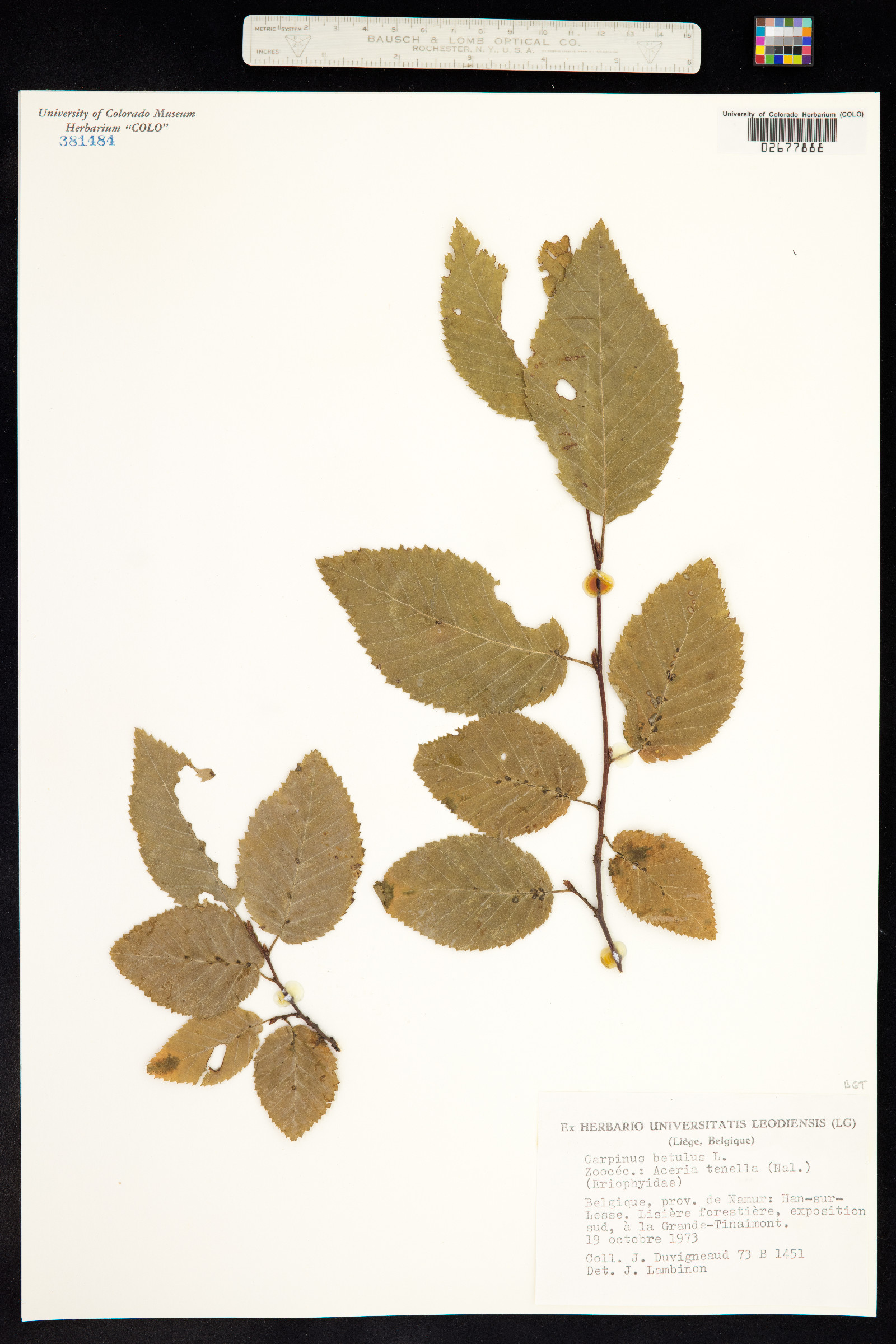 Carpinus betulus image