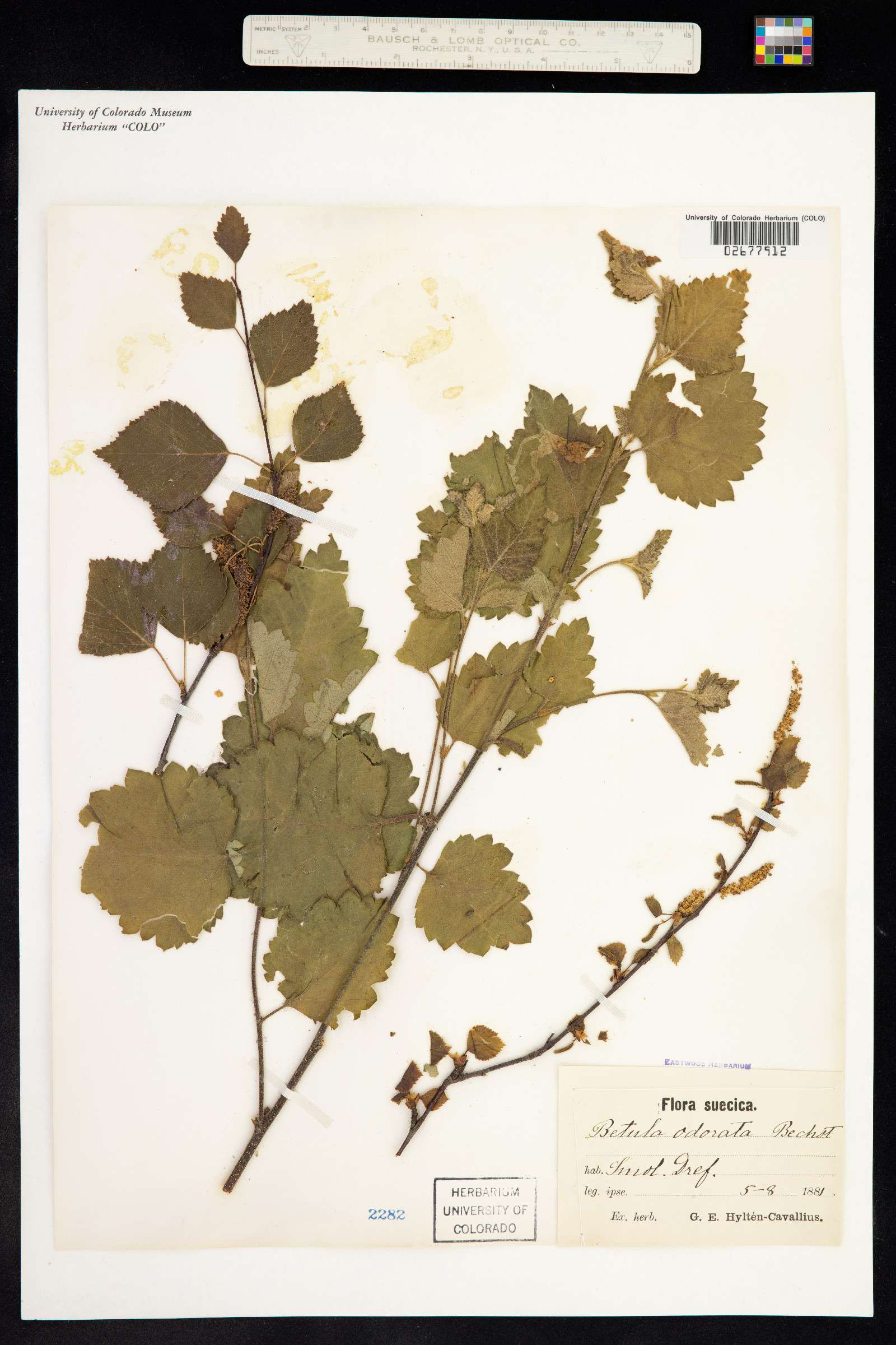 Betula pubescens ssp. tortuosa image