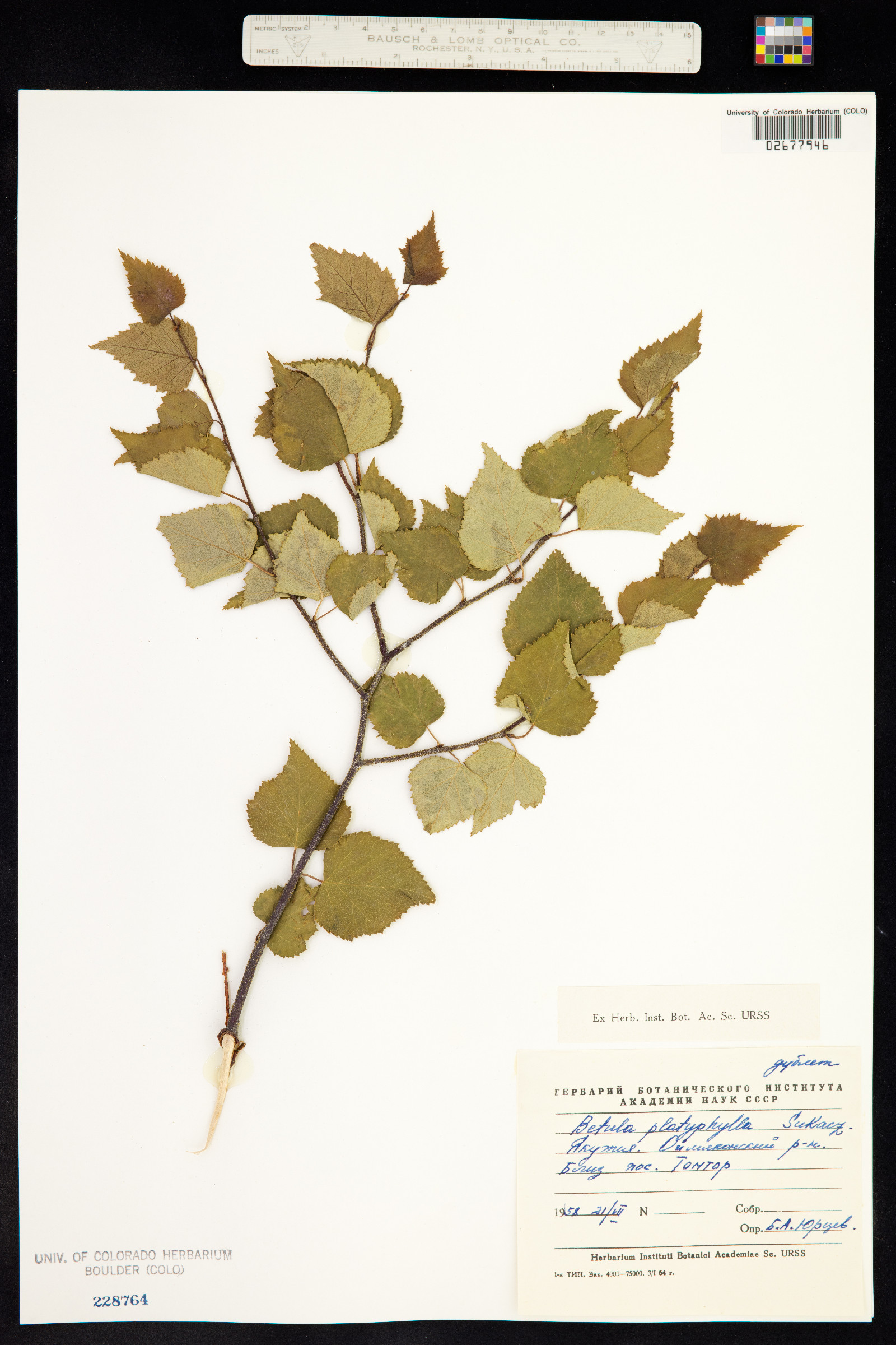 Betula platyphylla image