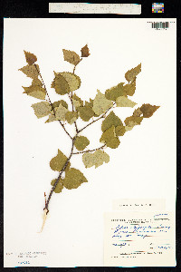 Image of Betula platyphylla