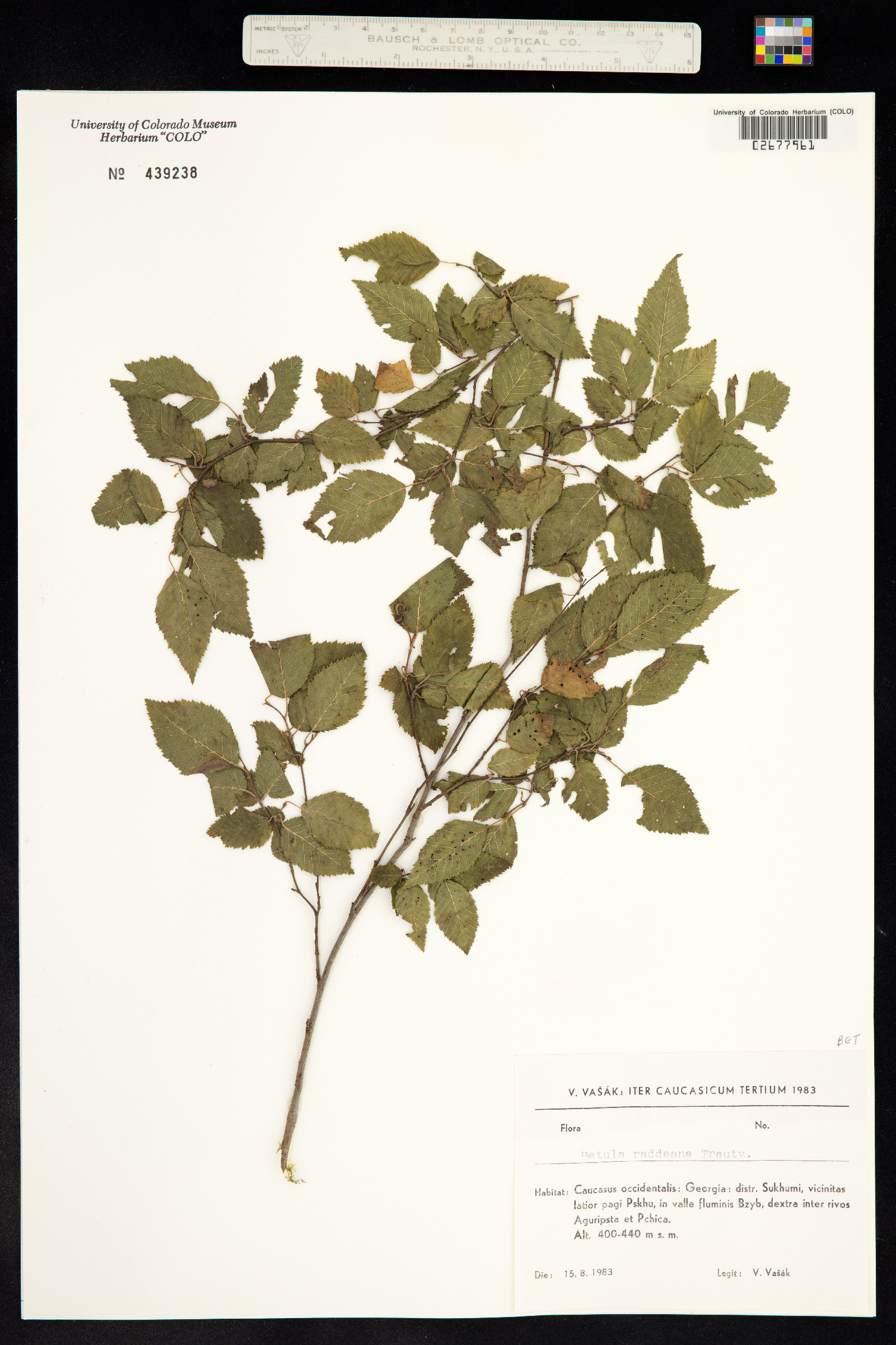 Betula raddeana image