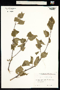 Betula litwinowii image