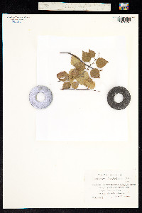 Betula pubescens ssp. tortuosa image