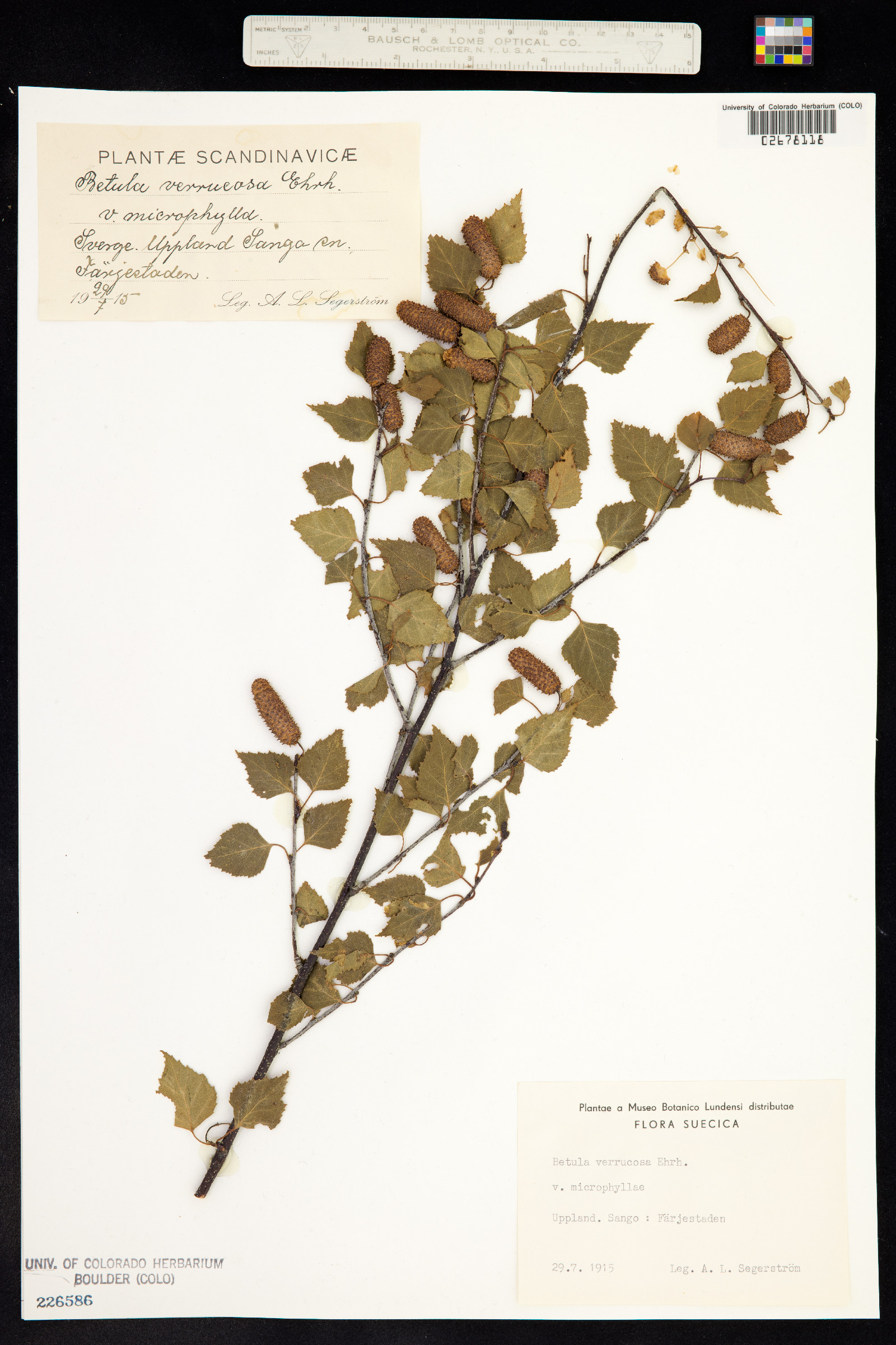 Betula pendula image