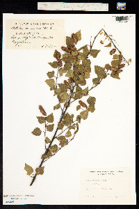 Betula verrucosa image
