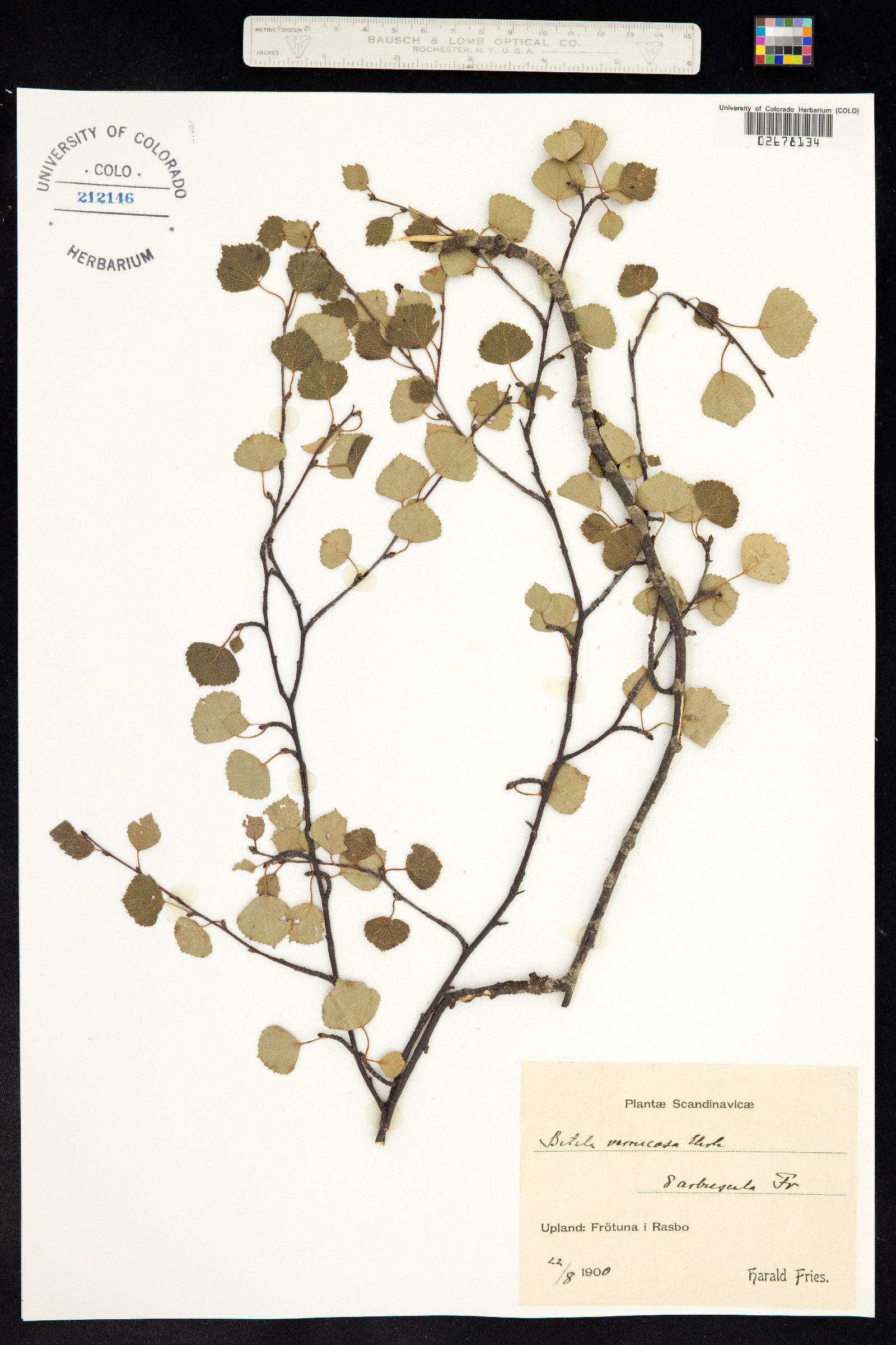 Betula pendula image