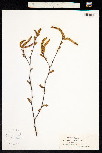 Betula verrucosa image