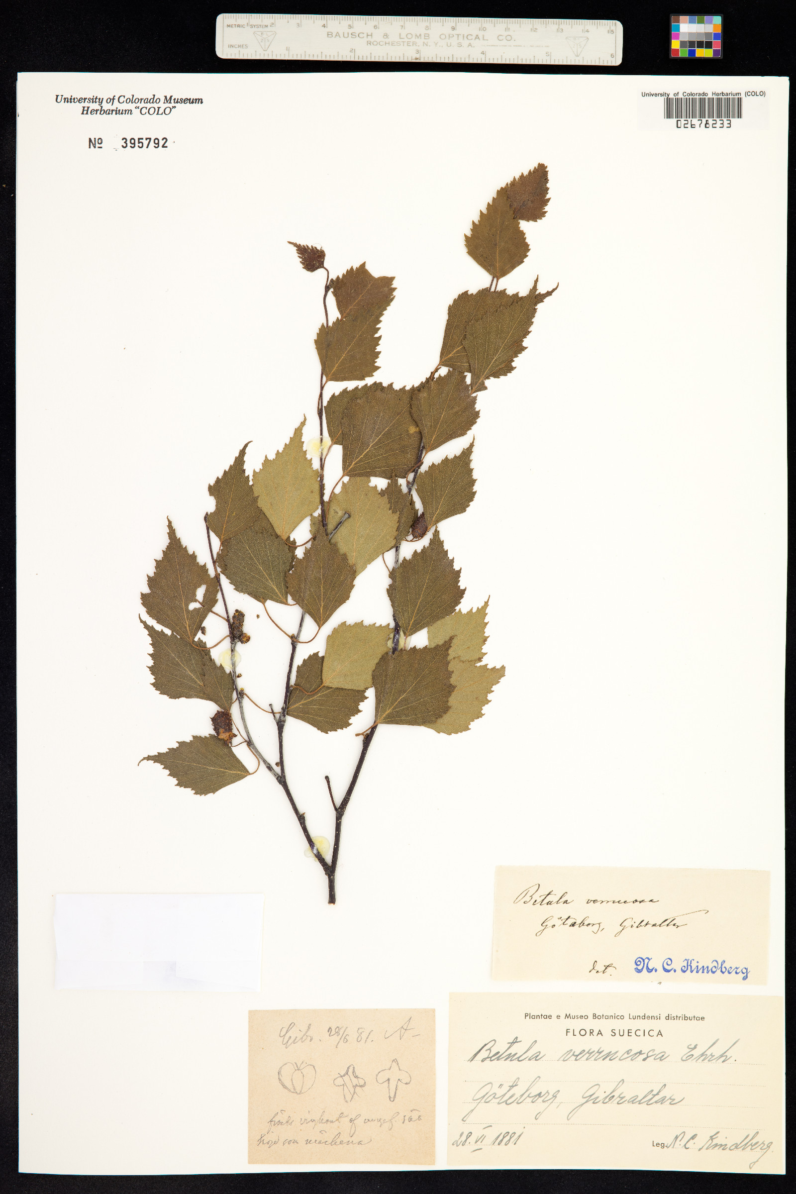 Betula pendula image