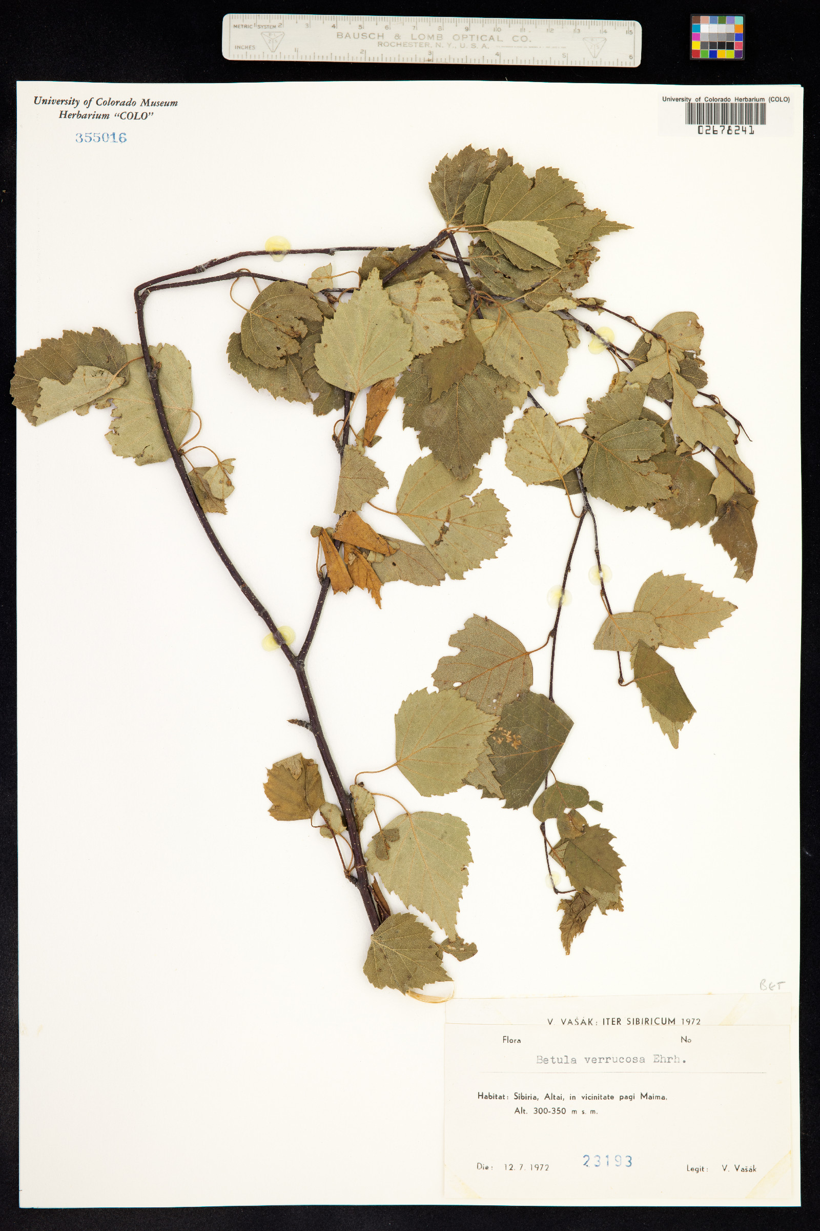 Betula pendula image