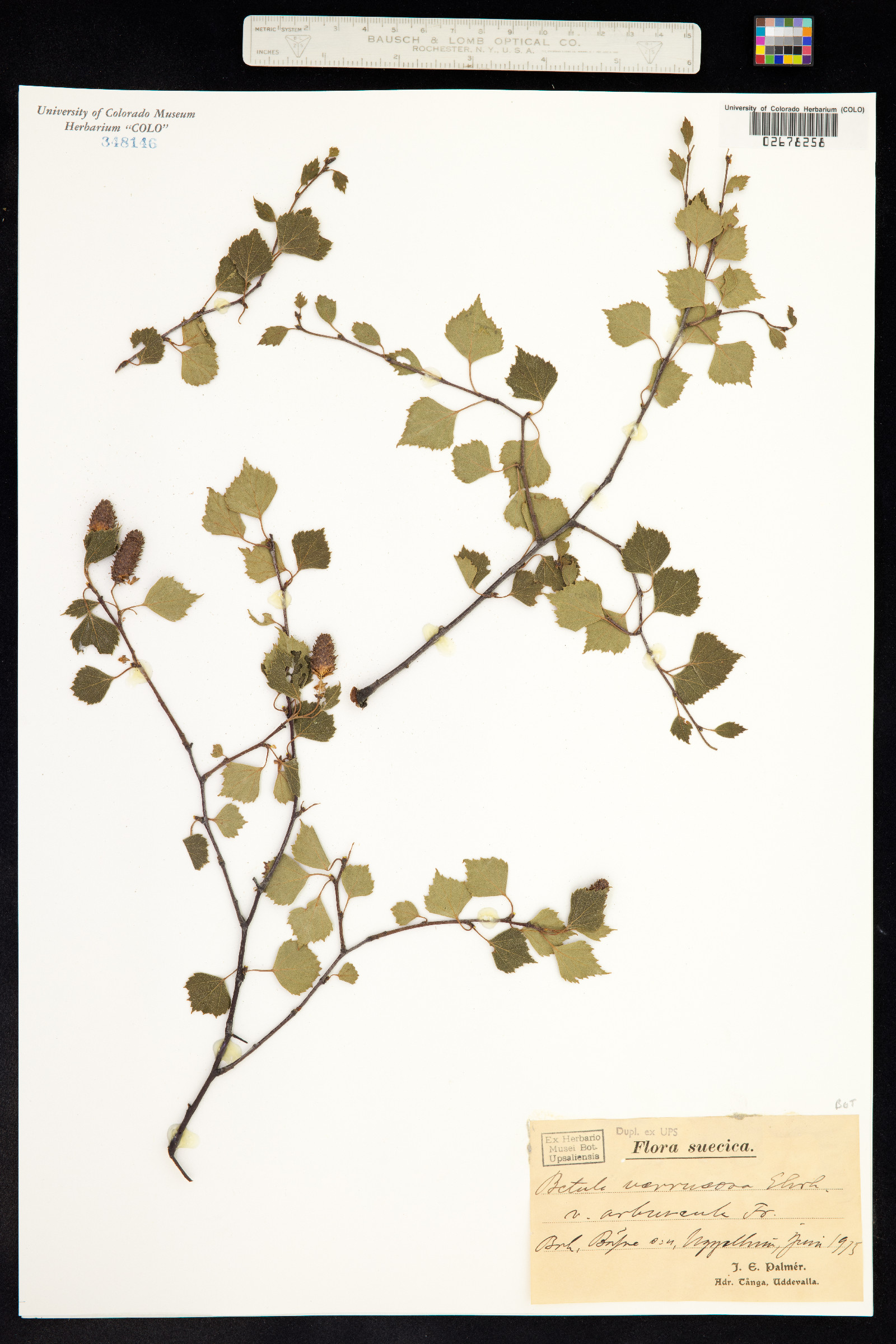 Betula pendula image