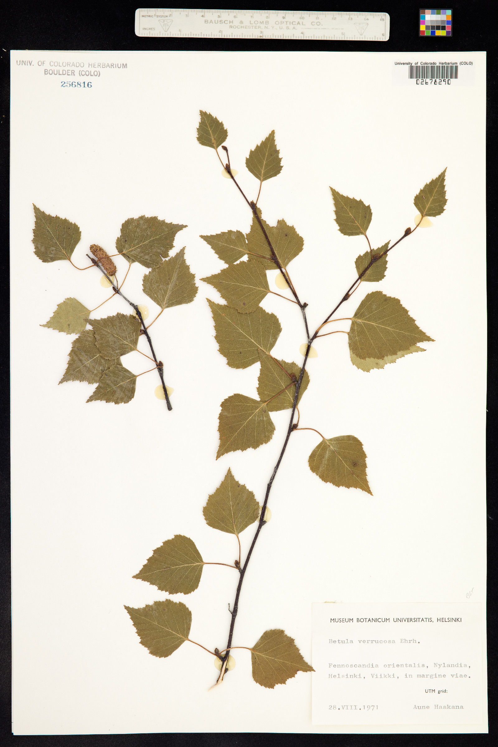 Betula pendula image