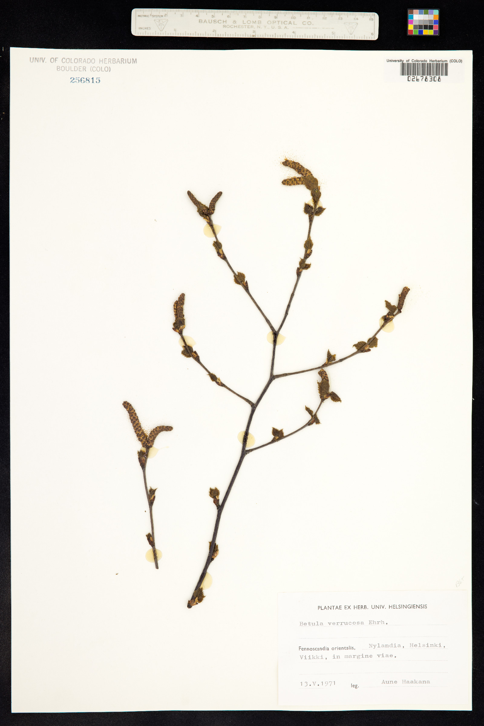 Betula pendula image