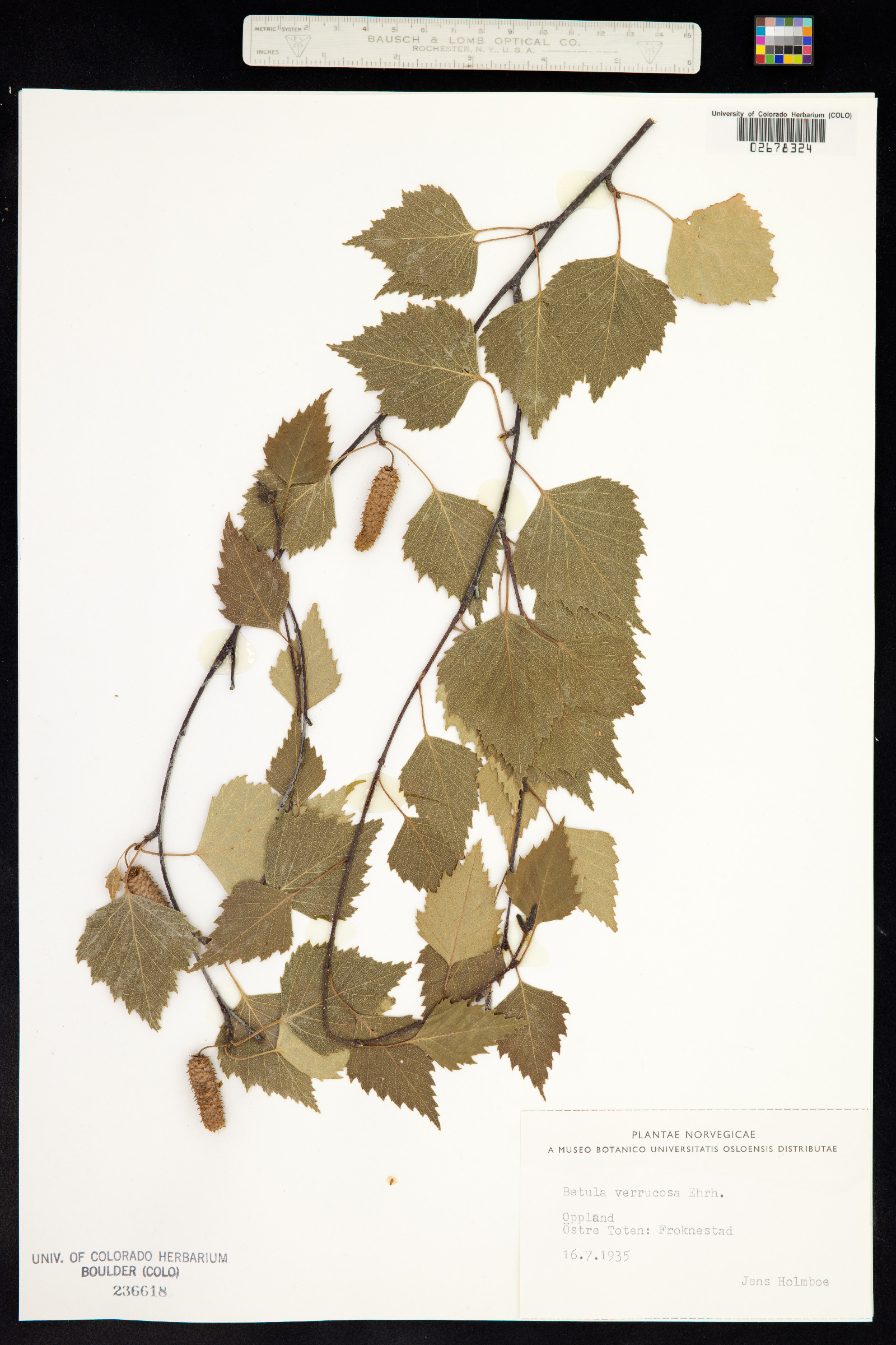 Betula pendula image