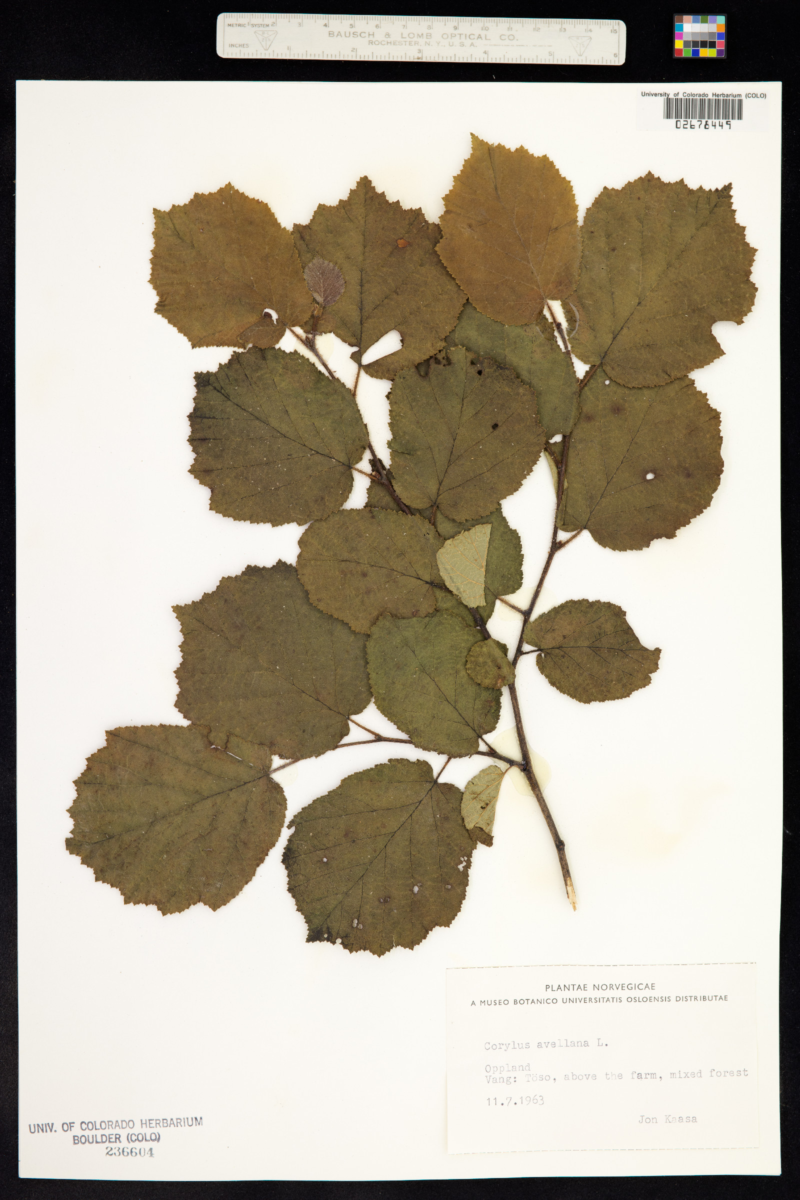 Corylus image