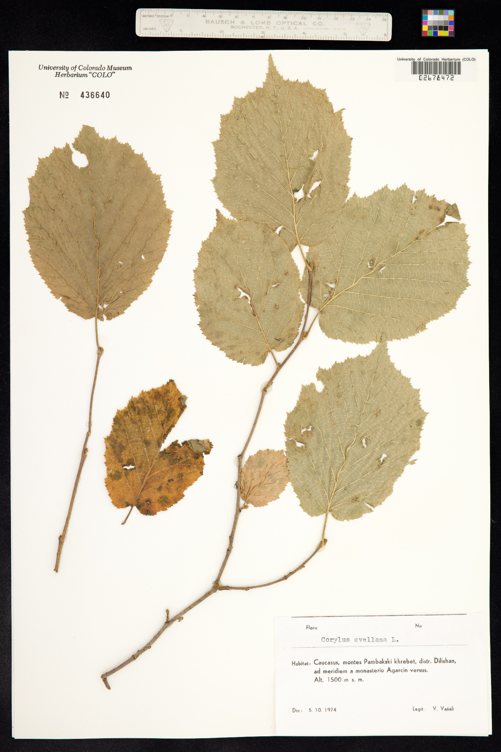 Corylus avellana image
