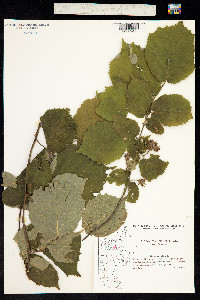 Corylus avellana image