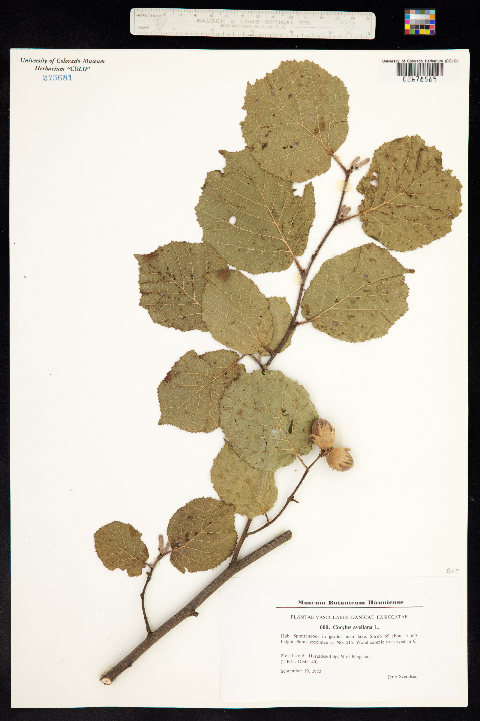 Corylus avellana image