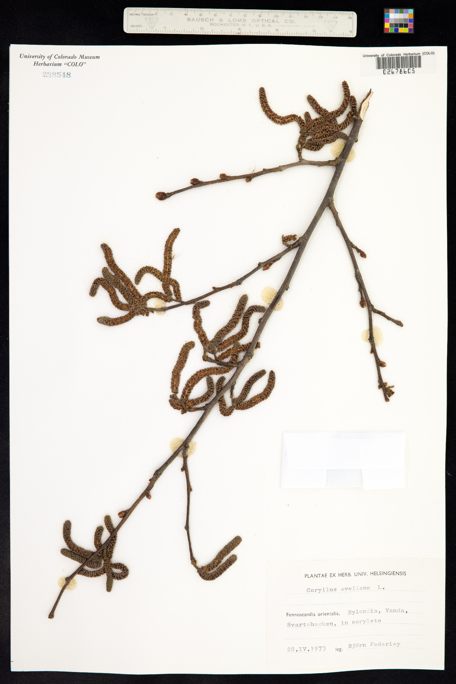 Corylus avellana image