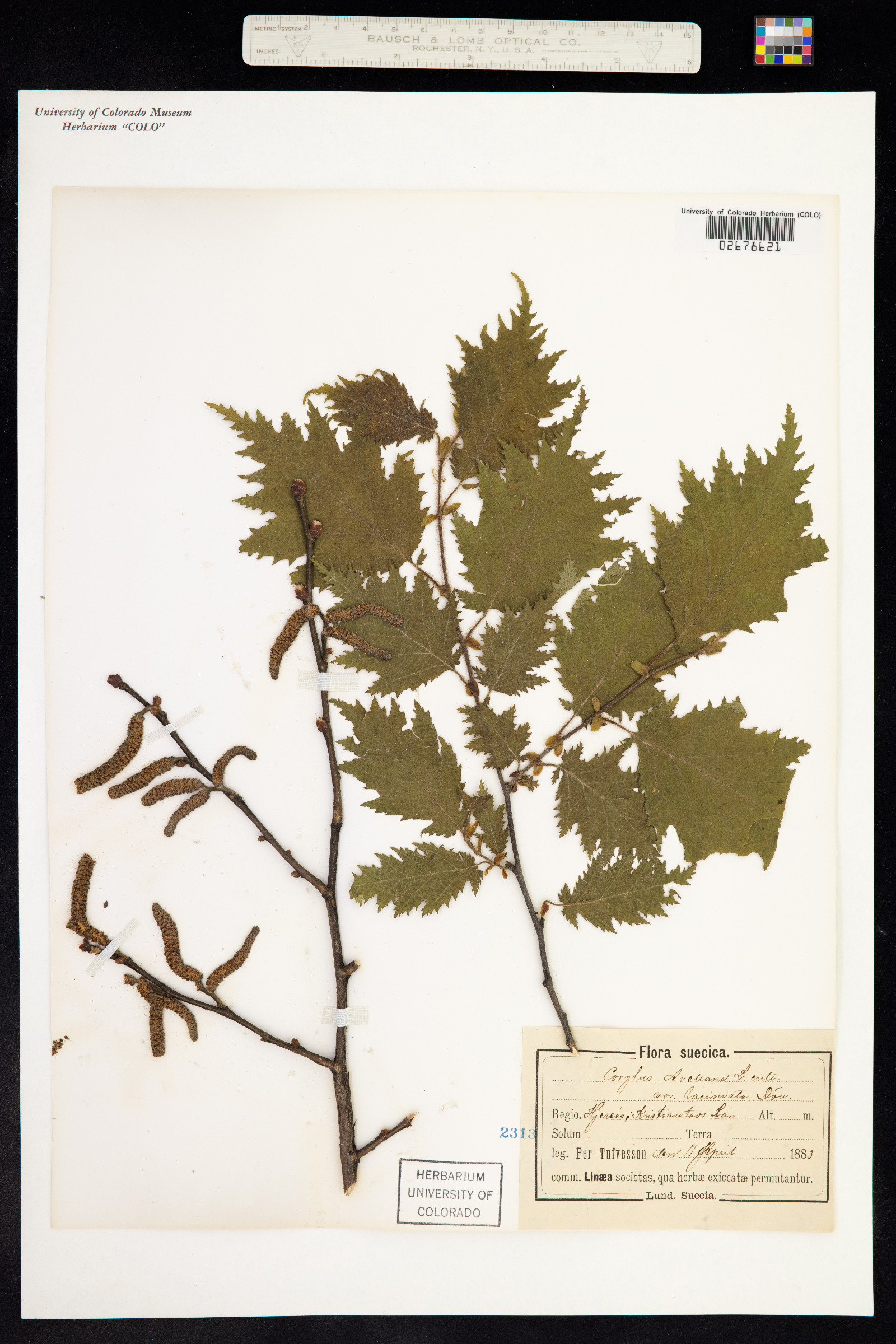 Corylus avellana image