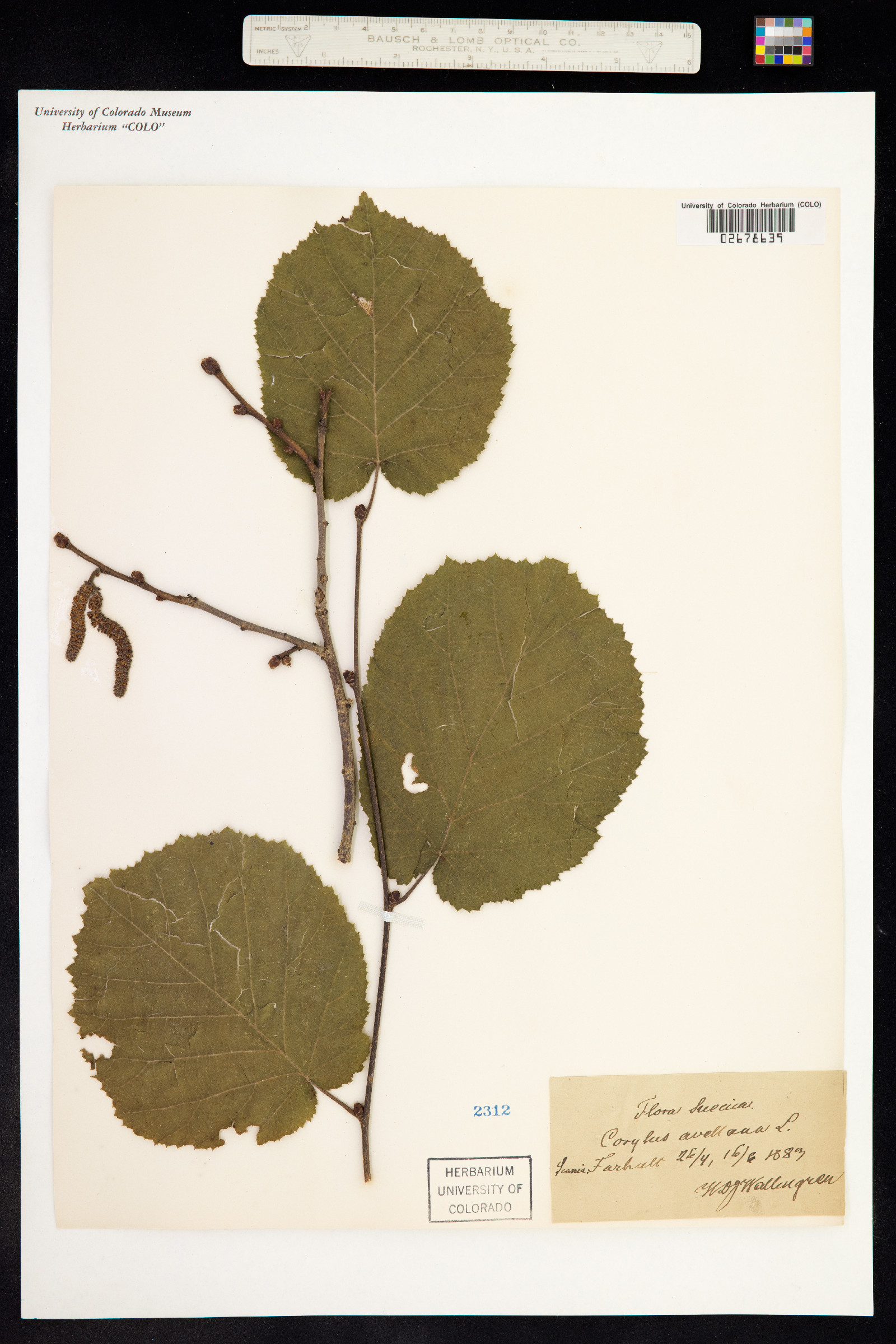 Corylus avellana image