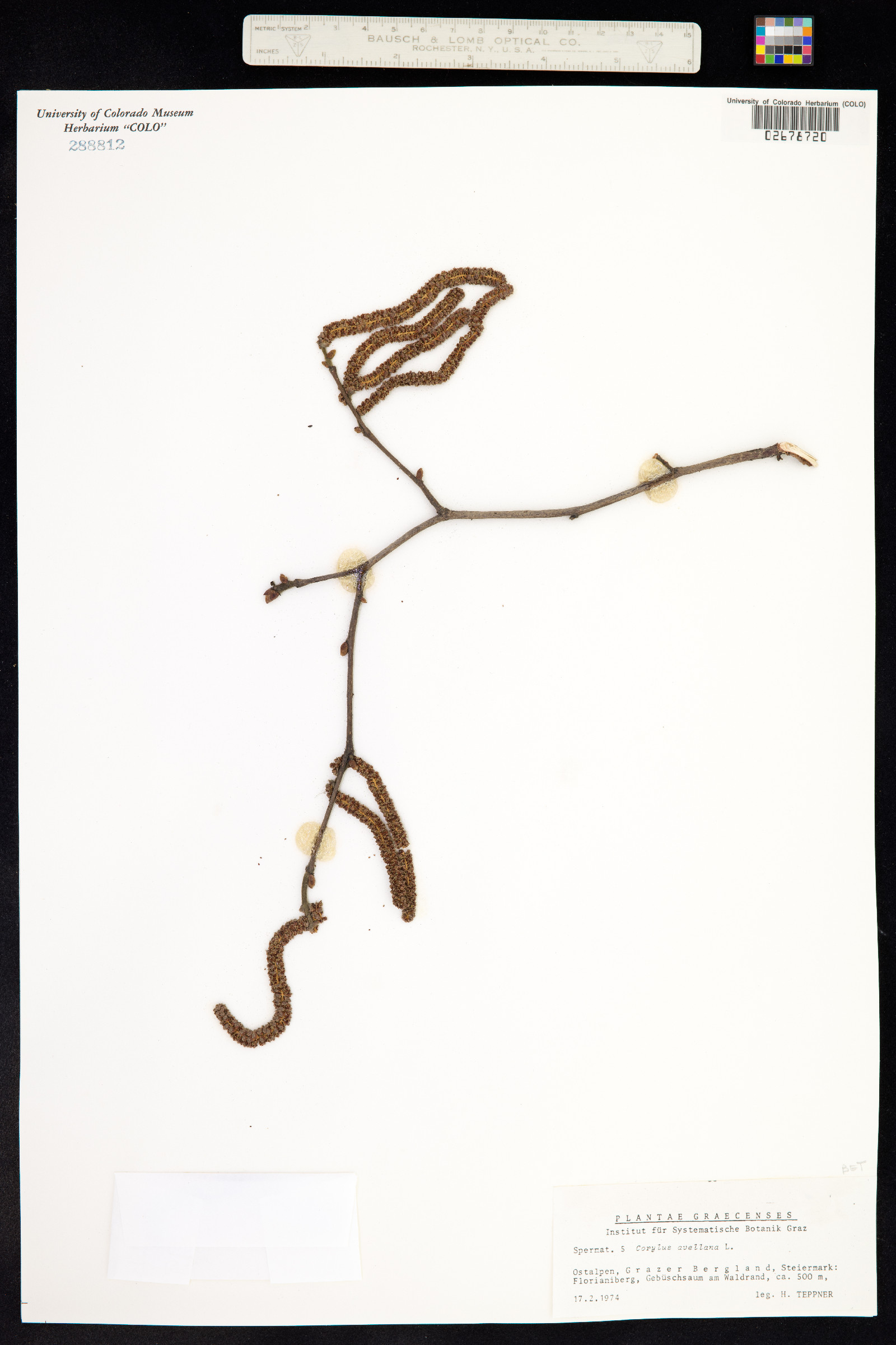 Corylus avellana image