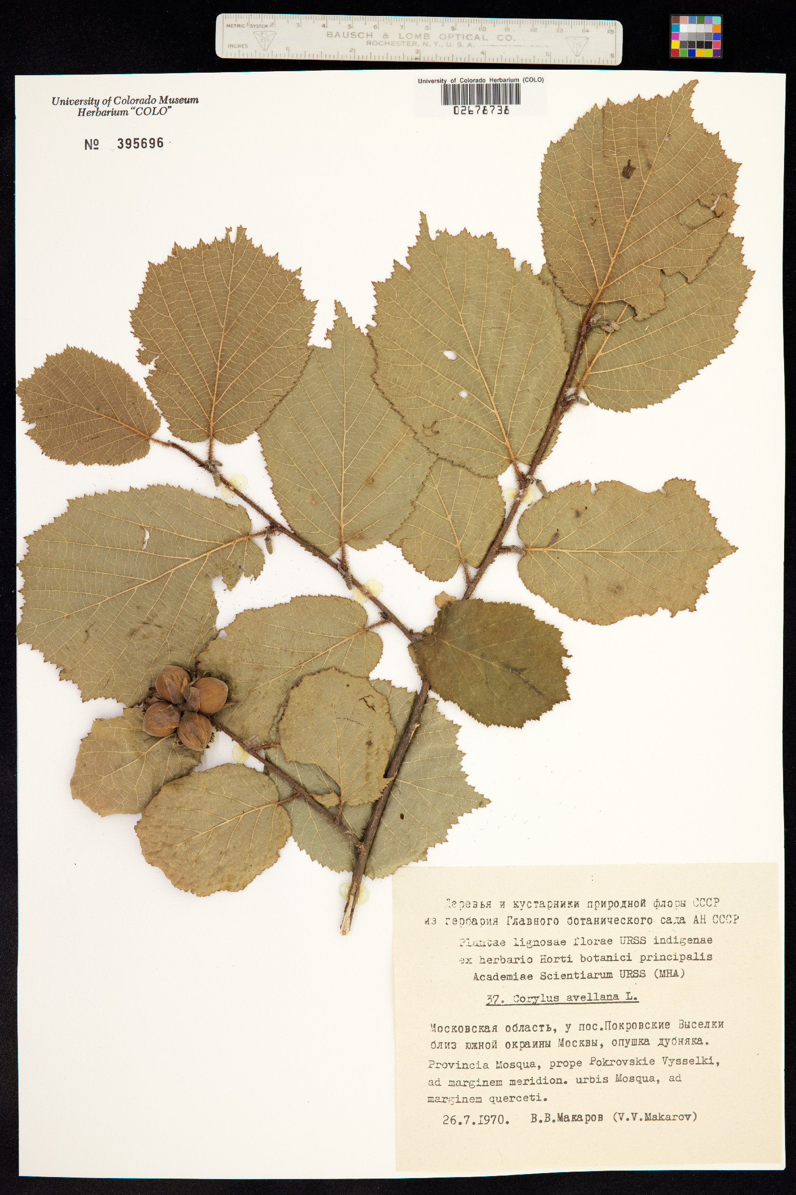Corylus avellana image