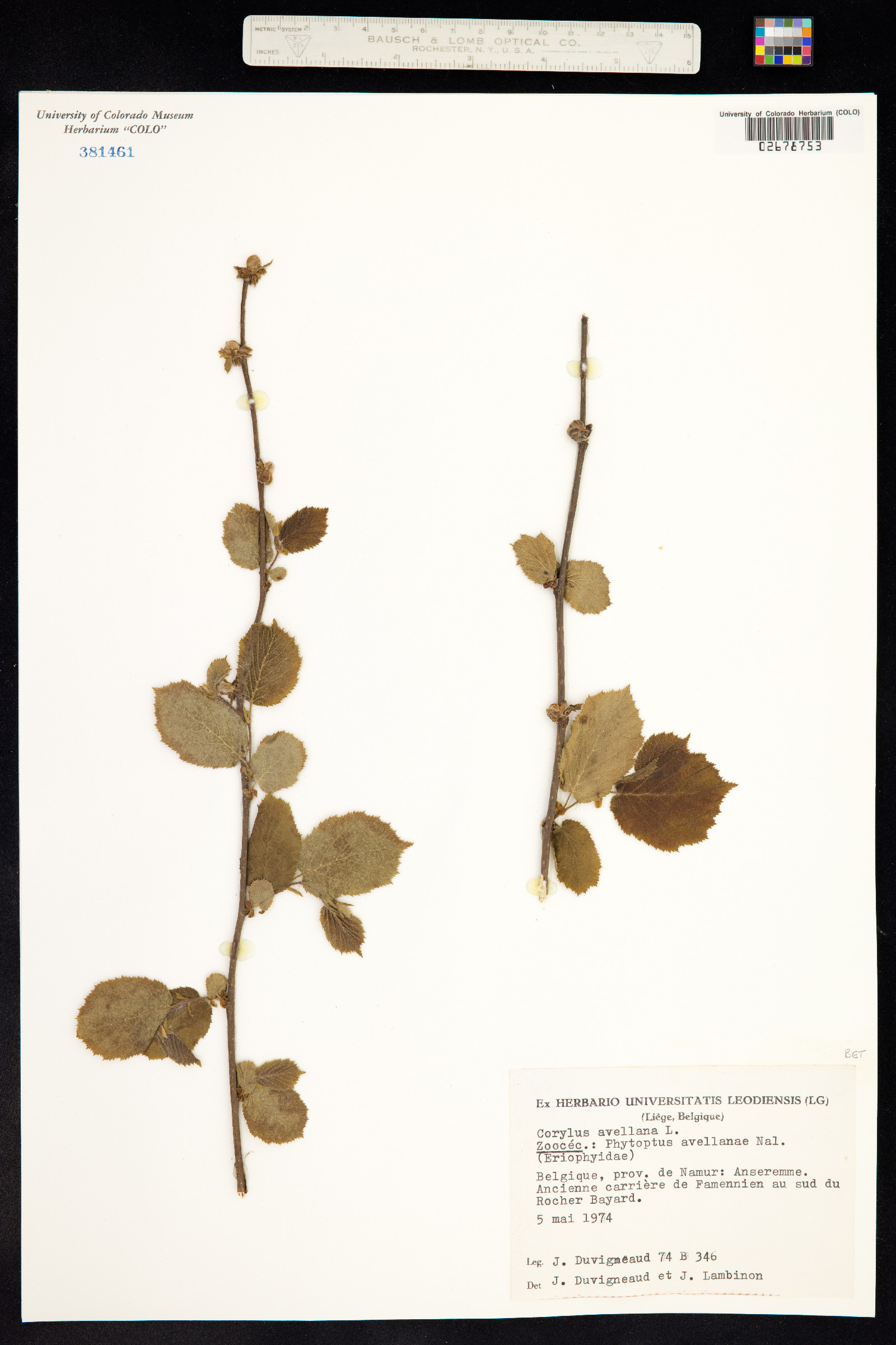 Corylus avellana image