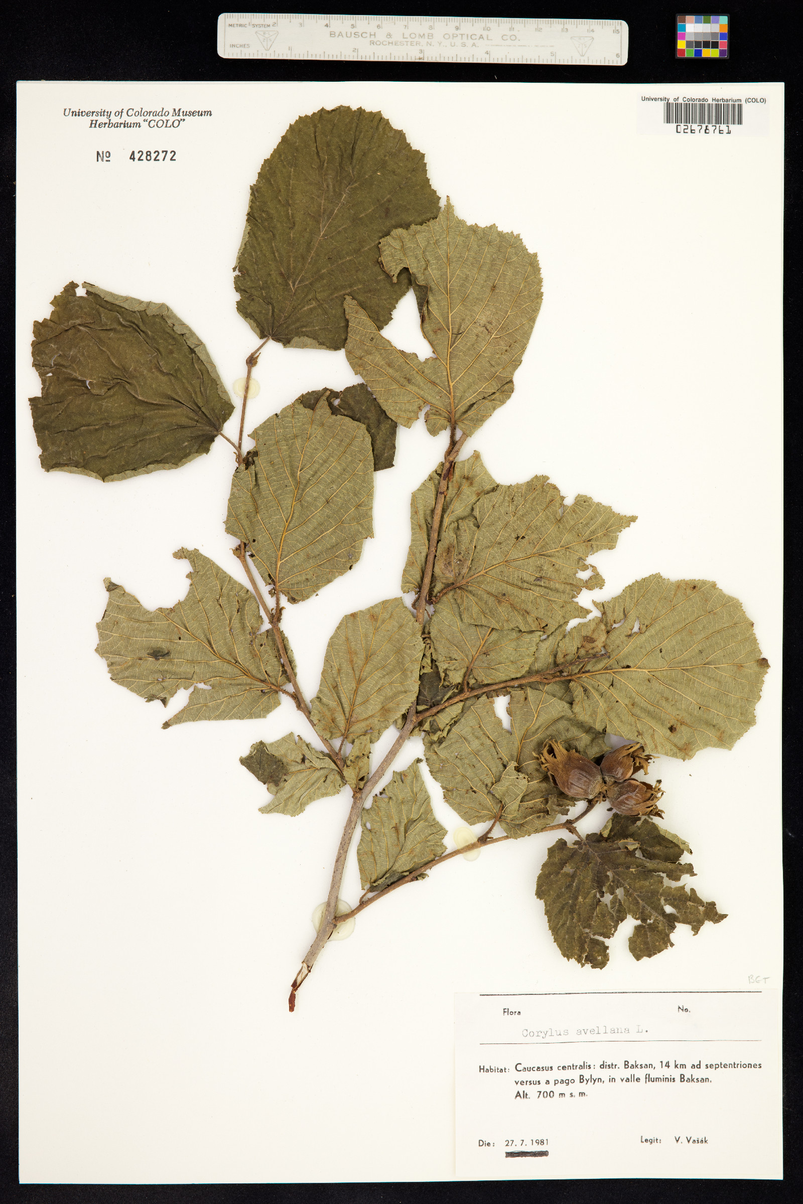 Corylus avellana image