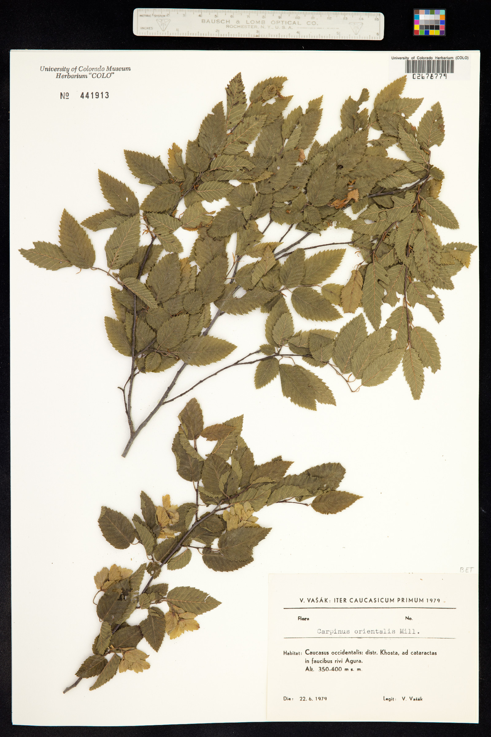 Carpinus orientalis image