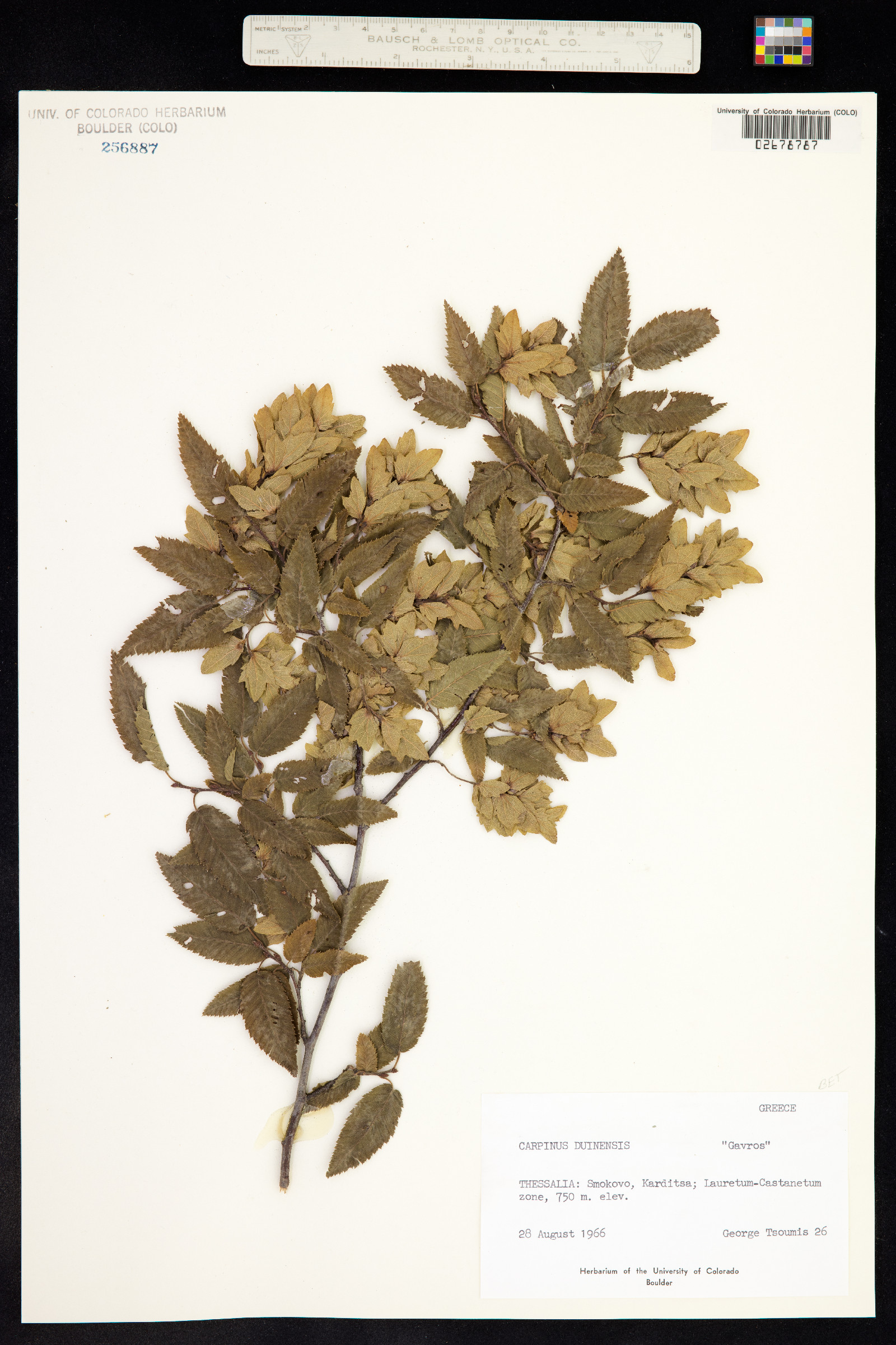 Carpinus orientalis image