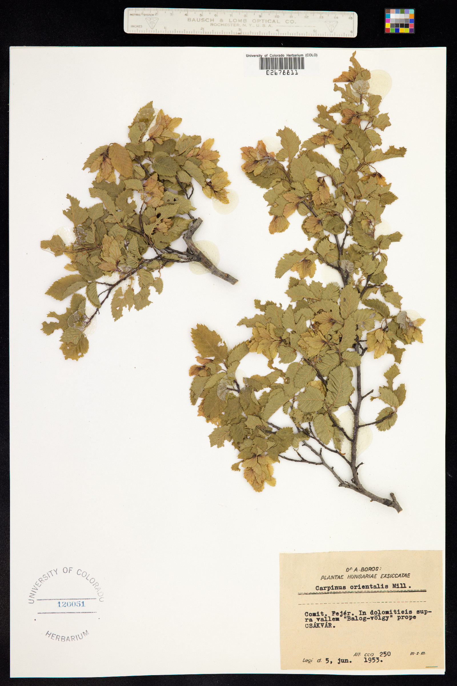 Carpinus orientalis image