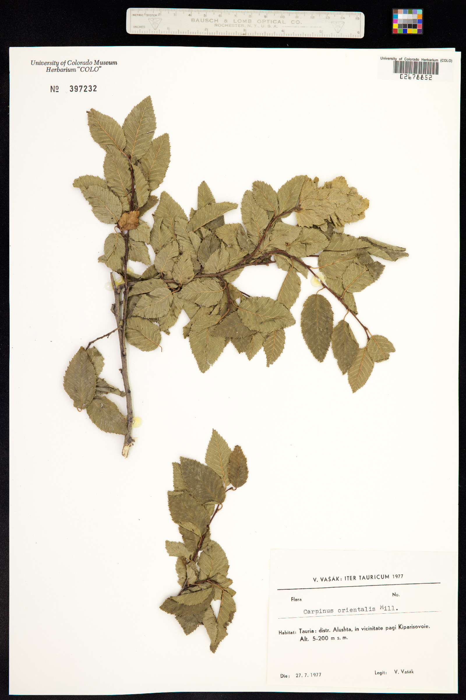 Carpinus orientalis image