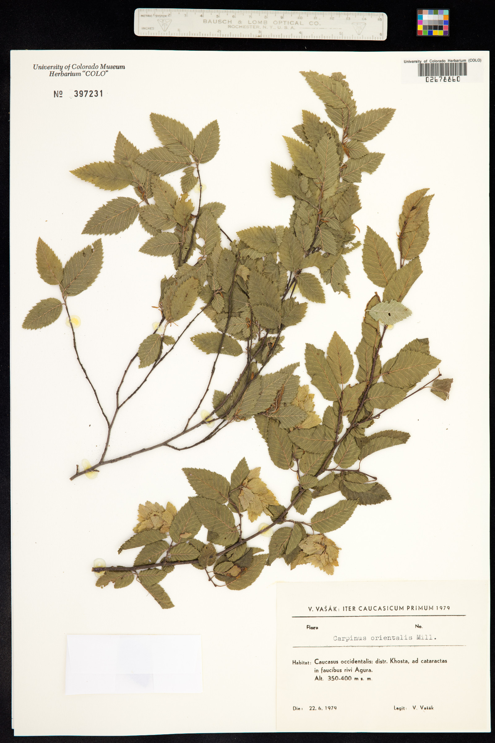 Carpinus orientalis image