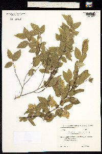 Carpinus orientalis image