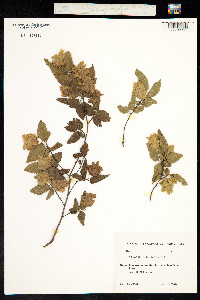 Carpinus orientalis image