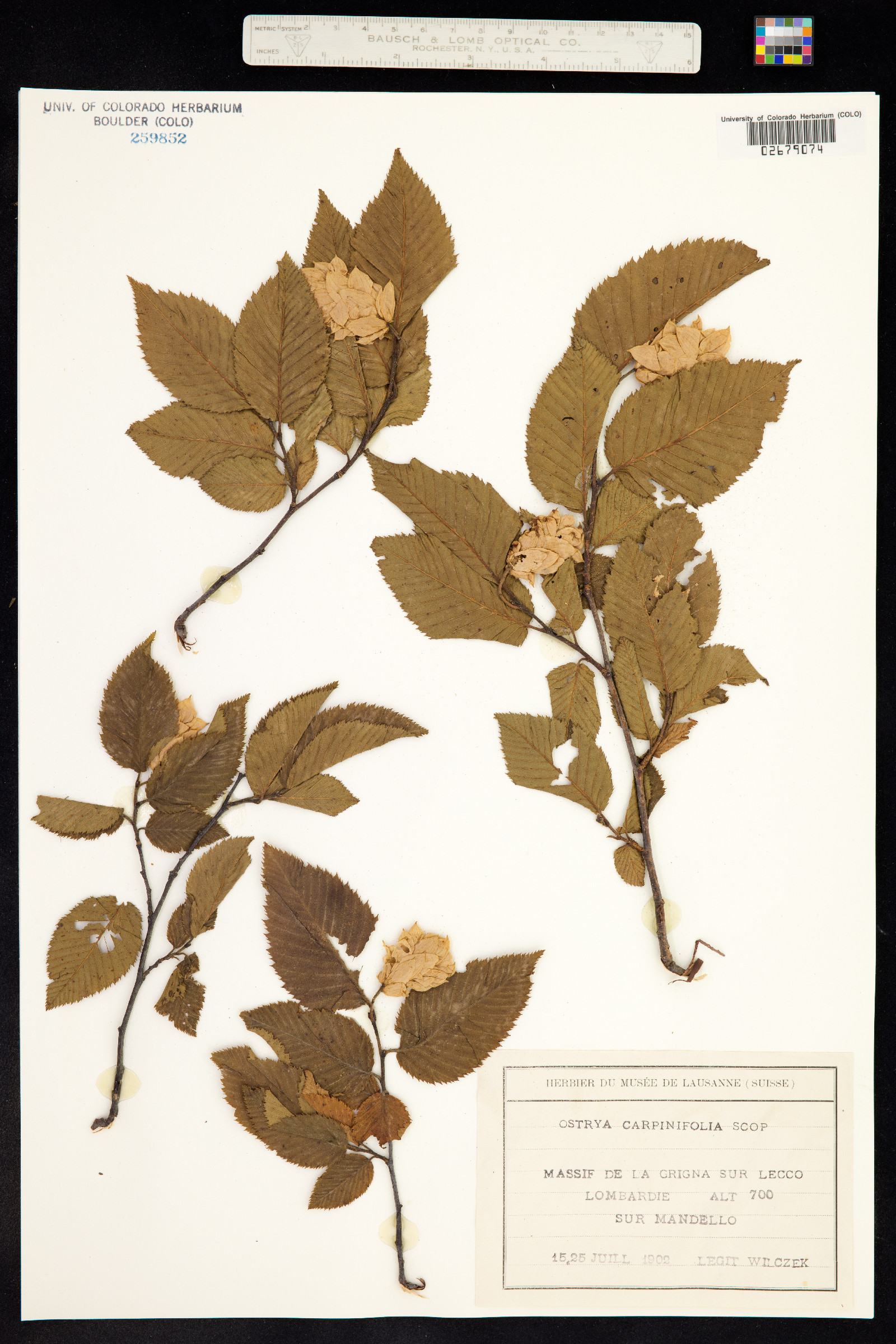 Ostrya carpinifolia image