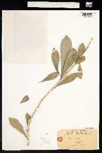 Image of Crescentia cujete