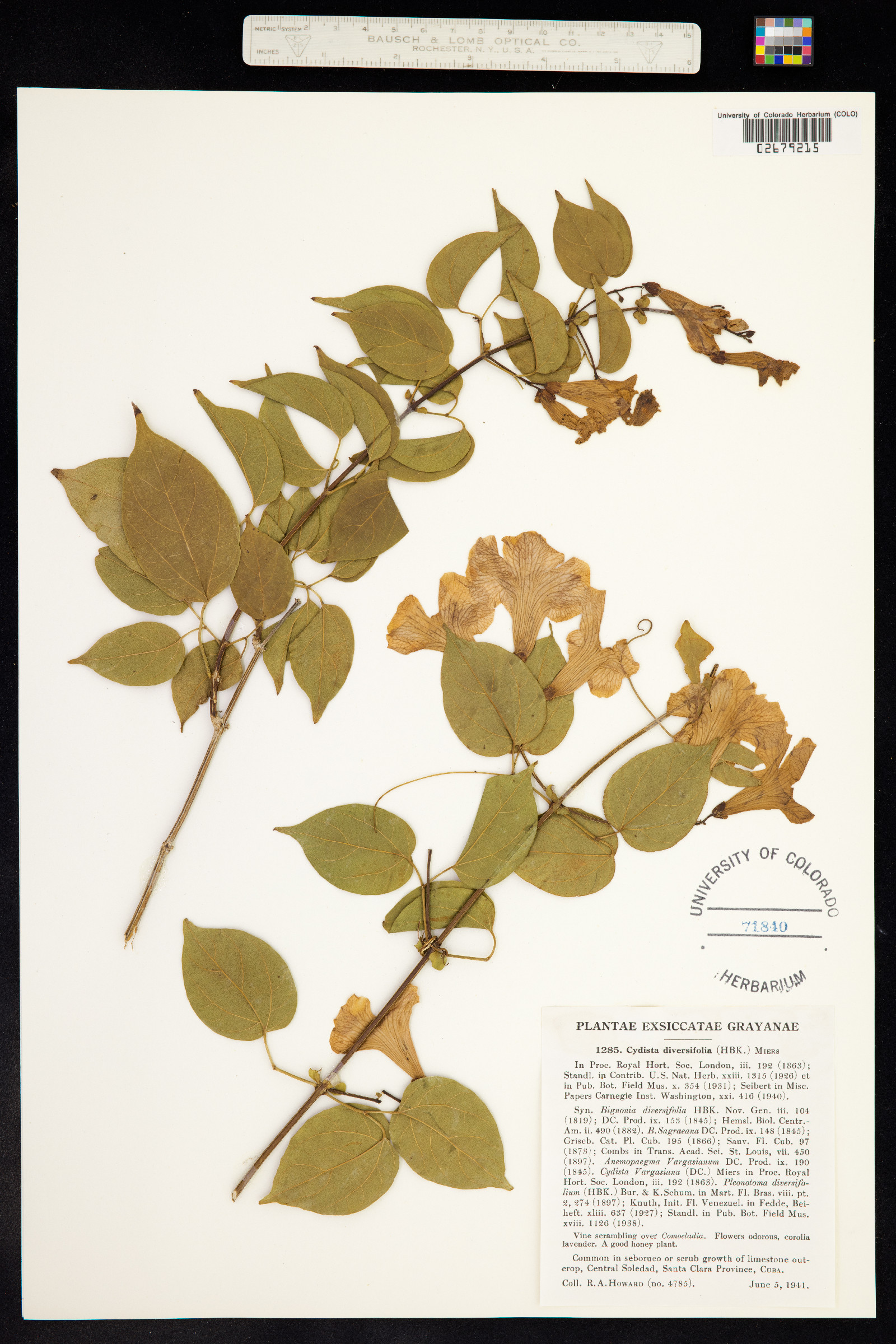 Bignoniaceae image
