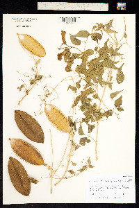 Image of Pithecoctenium crucigerum