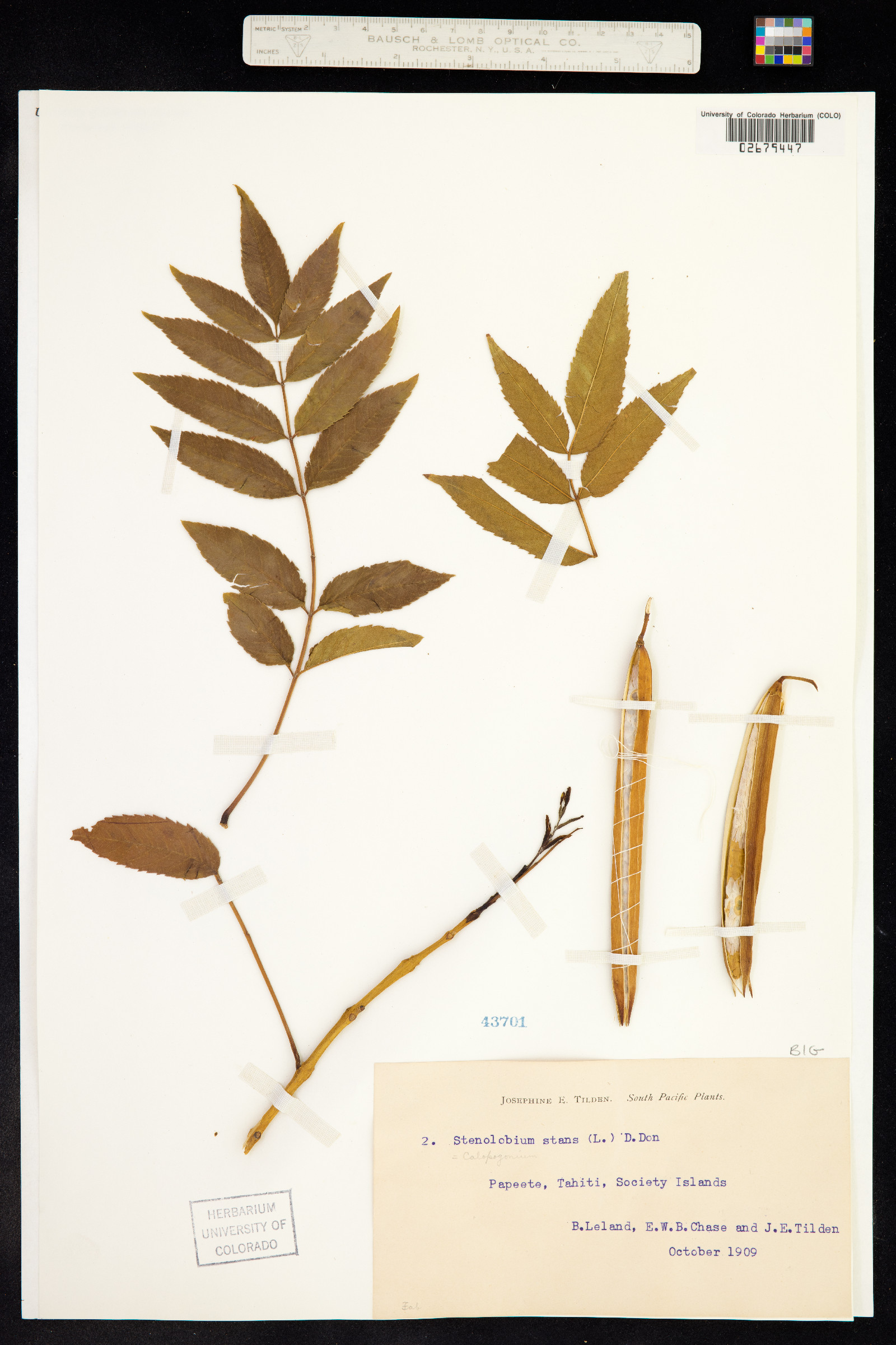 Tecoma image