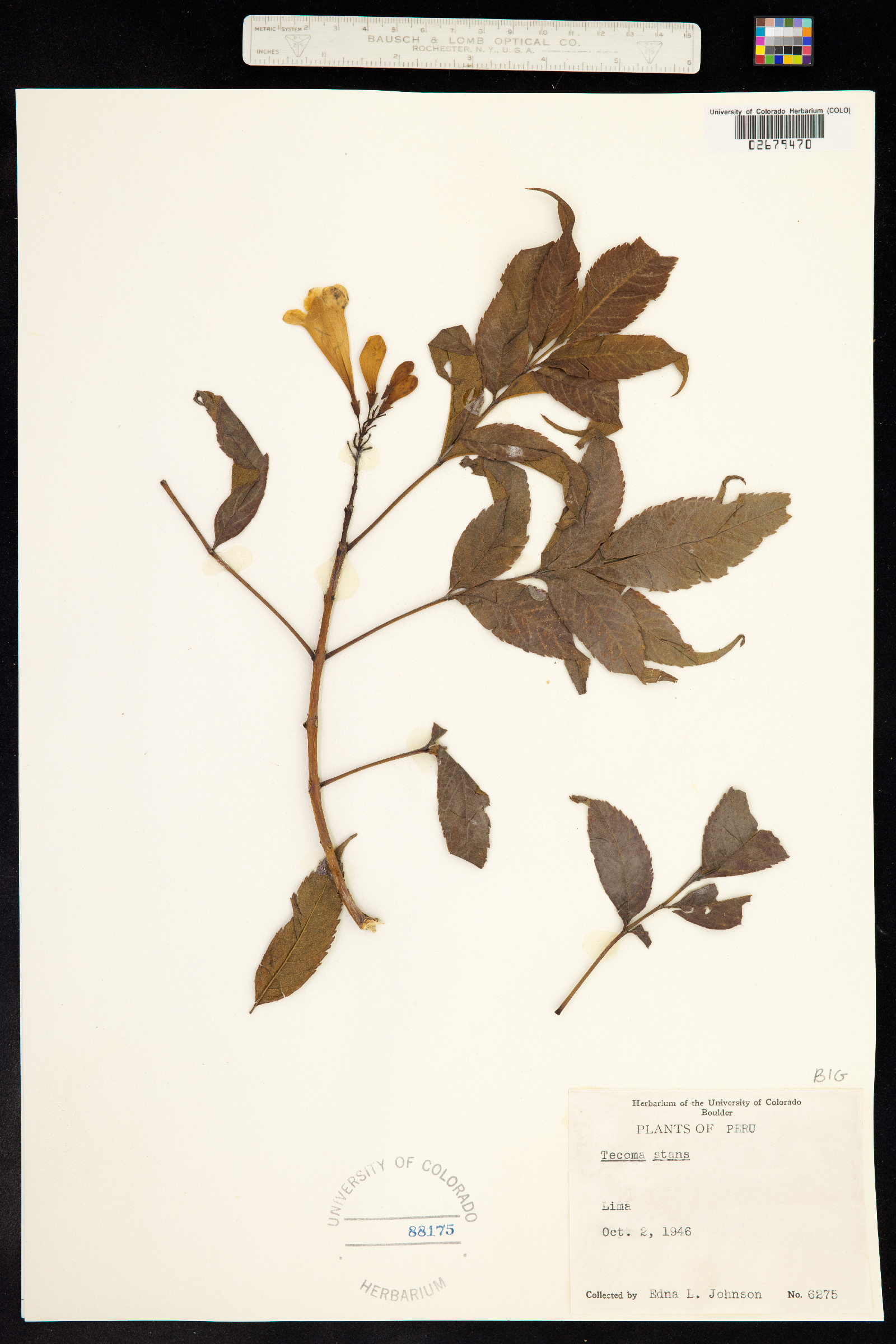 Bignoniaceae image