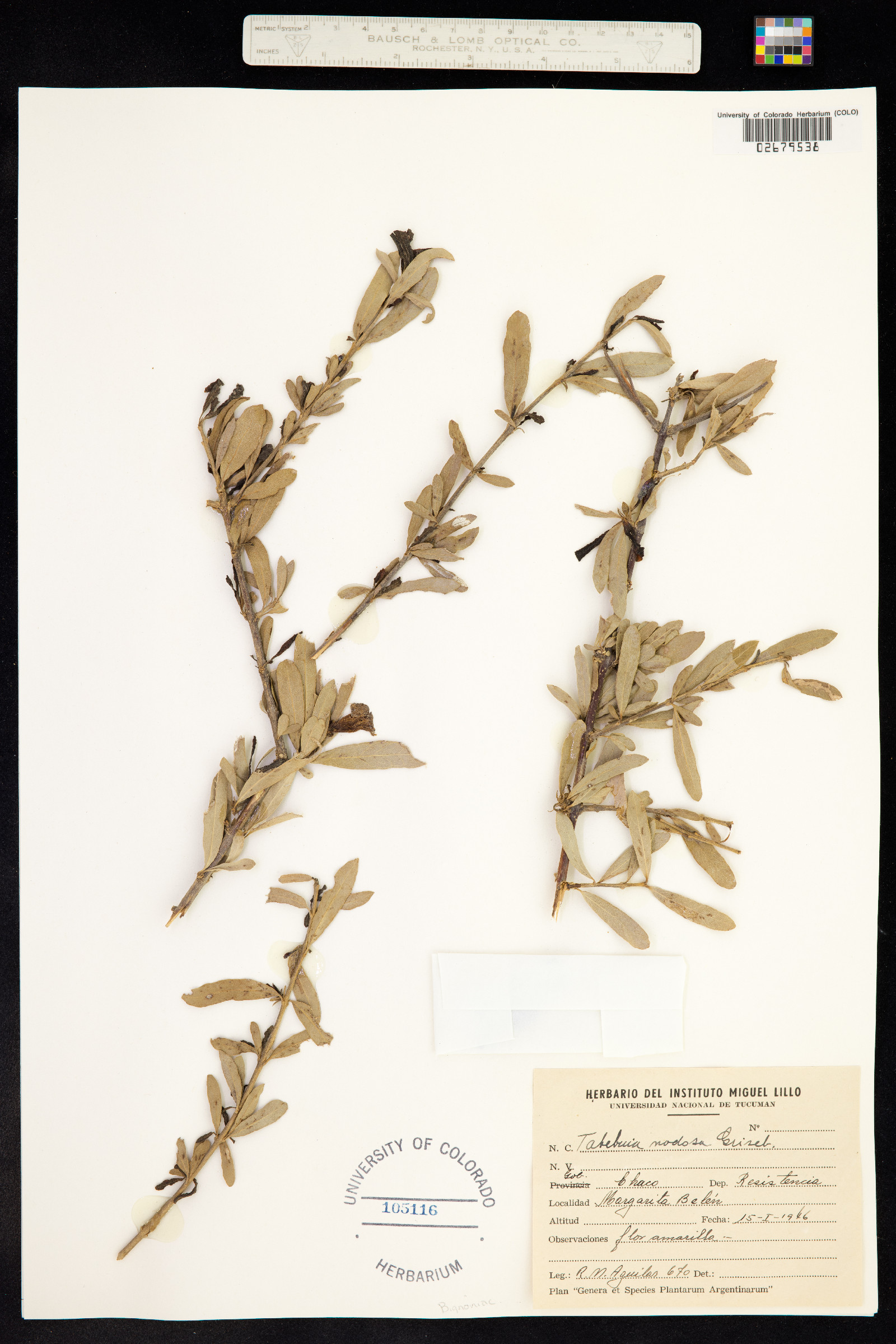 Tabebuia nodosa image