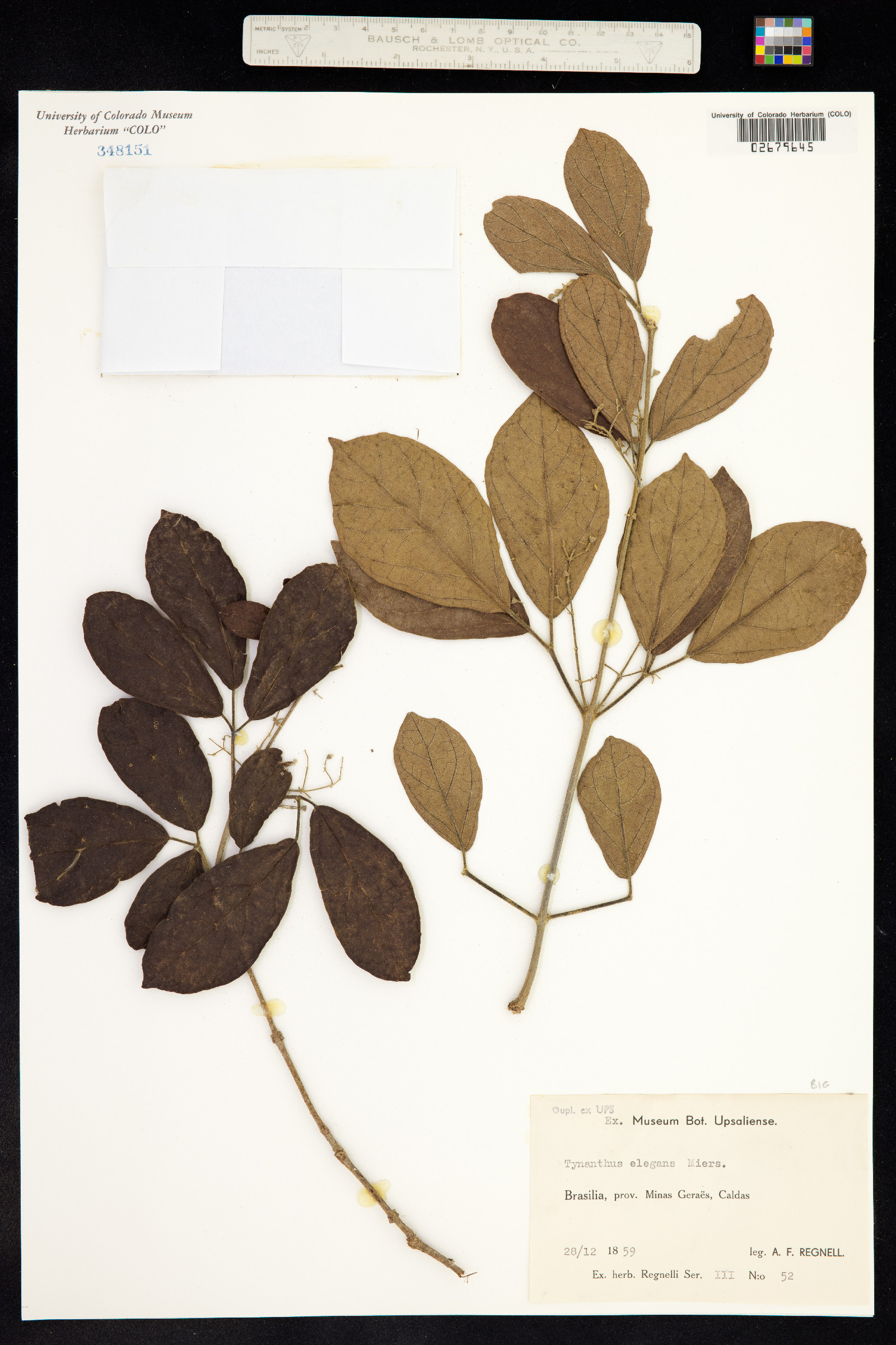 Tynanthus elegans image