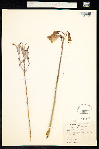 Blandfordia nobilis image